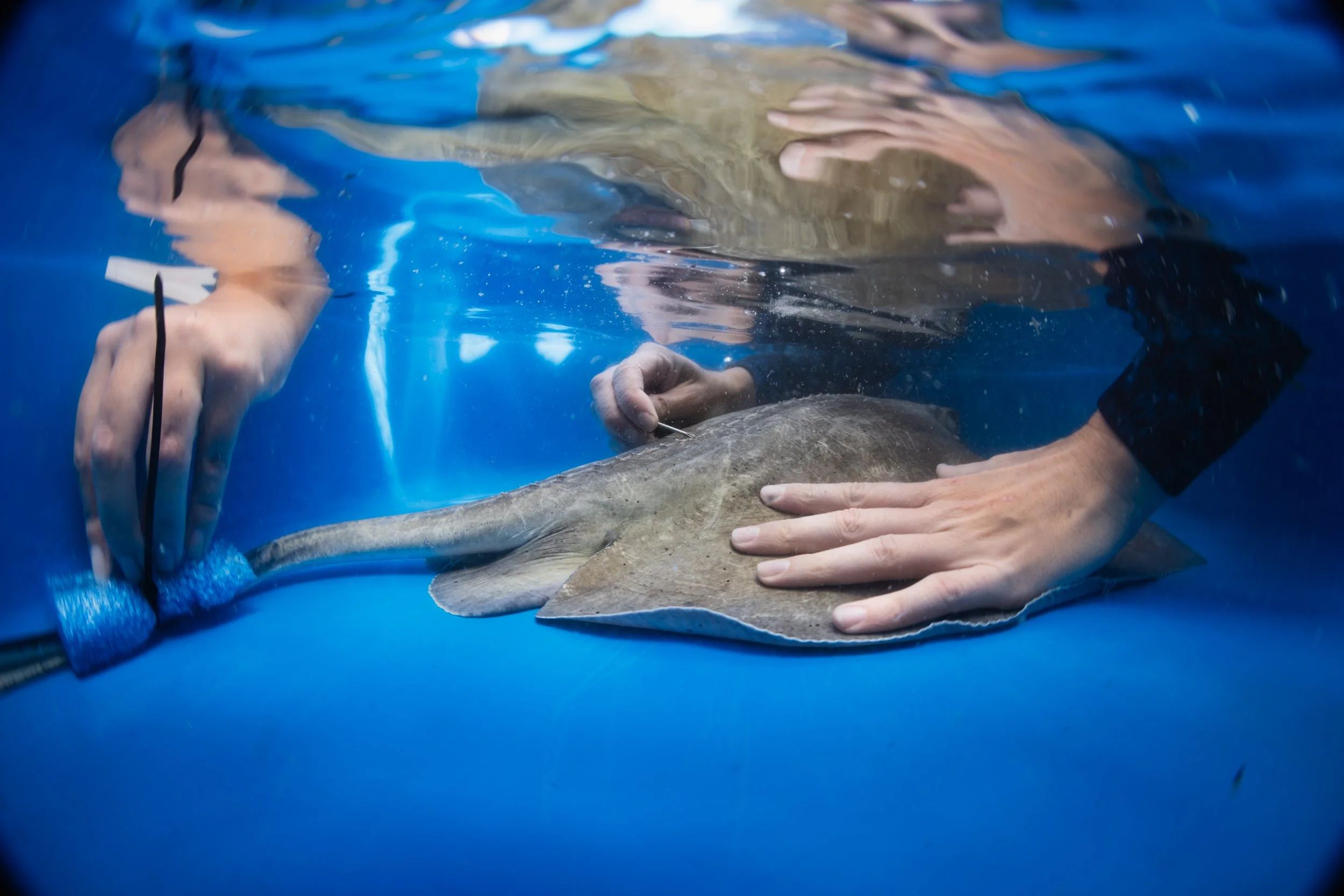 stingraytagging.jpg
