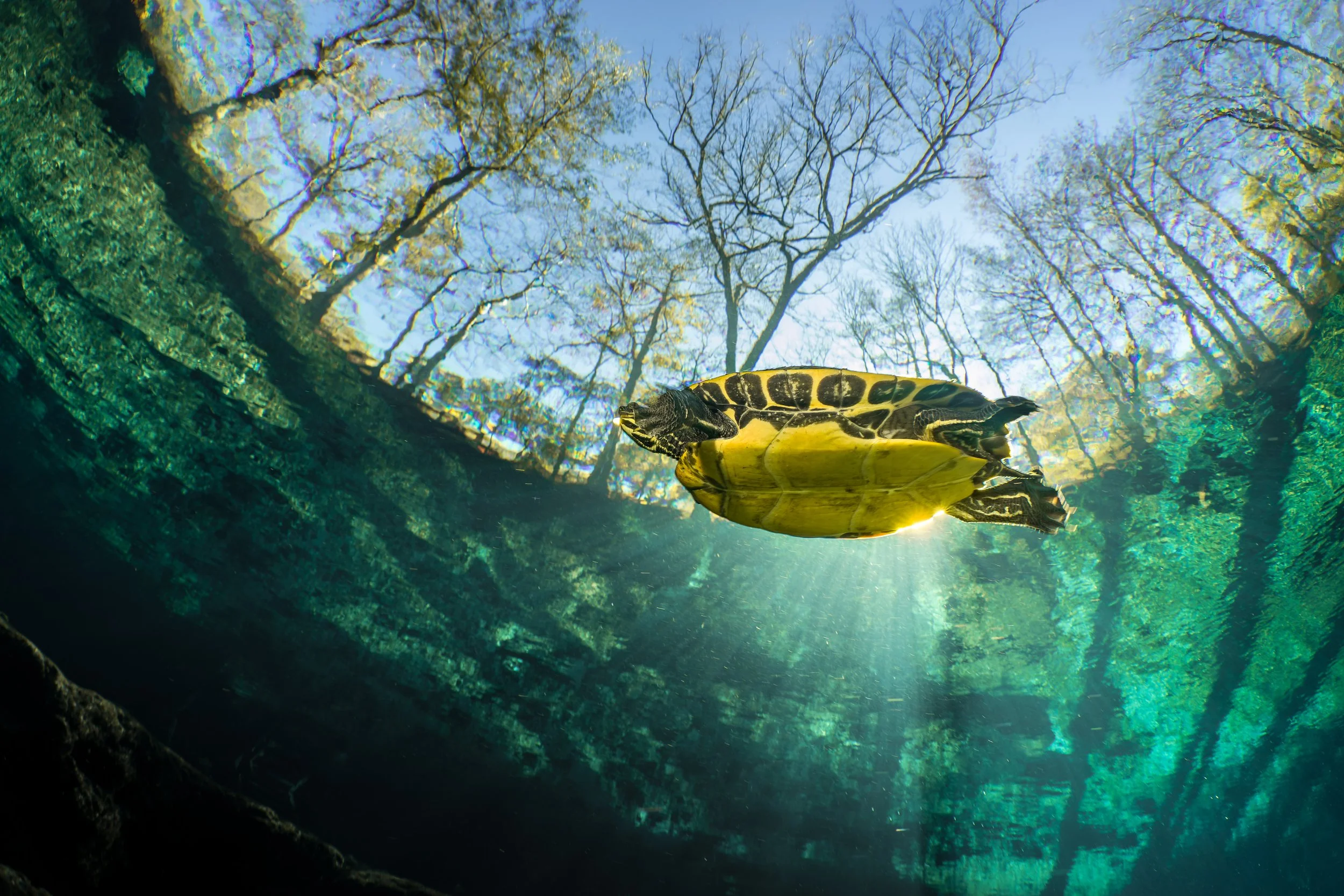 Suwannee cooter (Pseudemys concinna suwanniensis)
