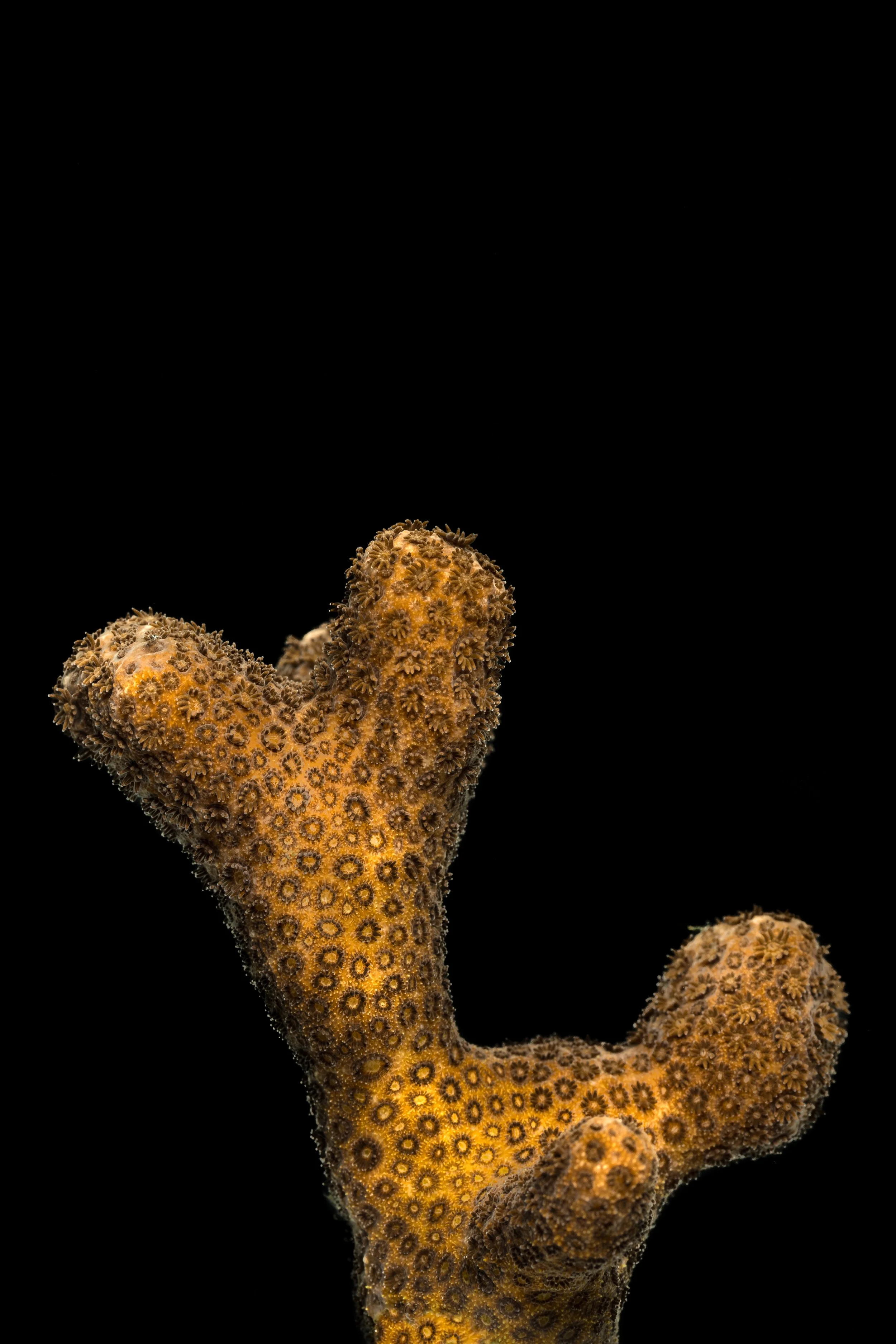Finger Coral (Porites porites)