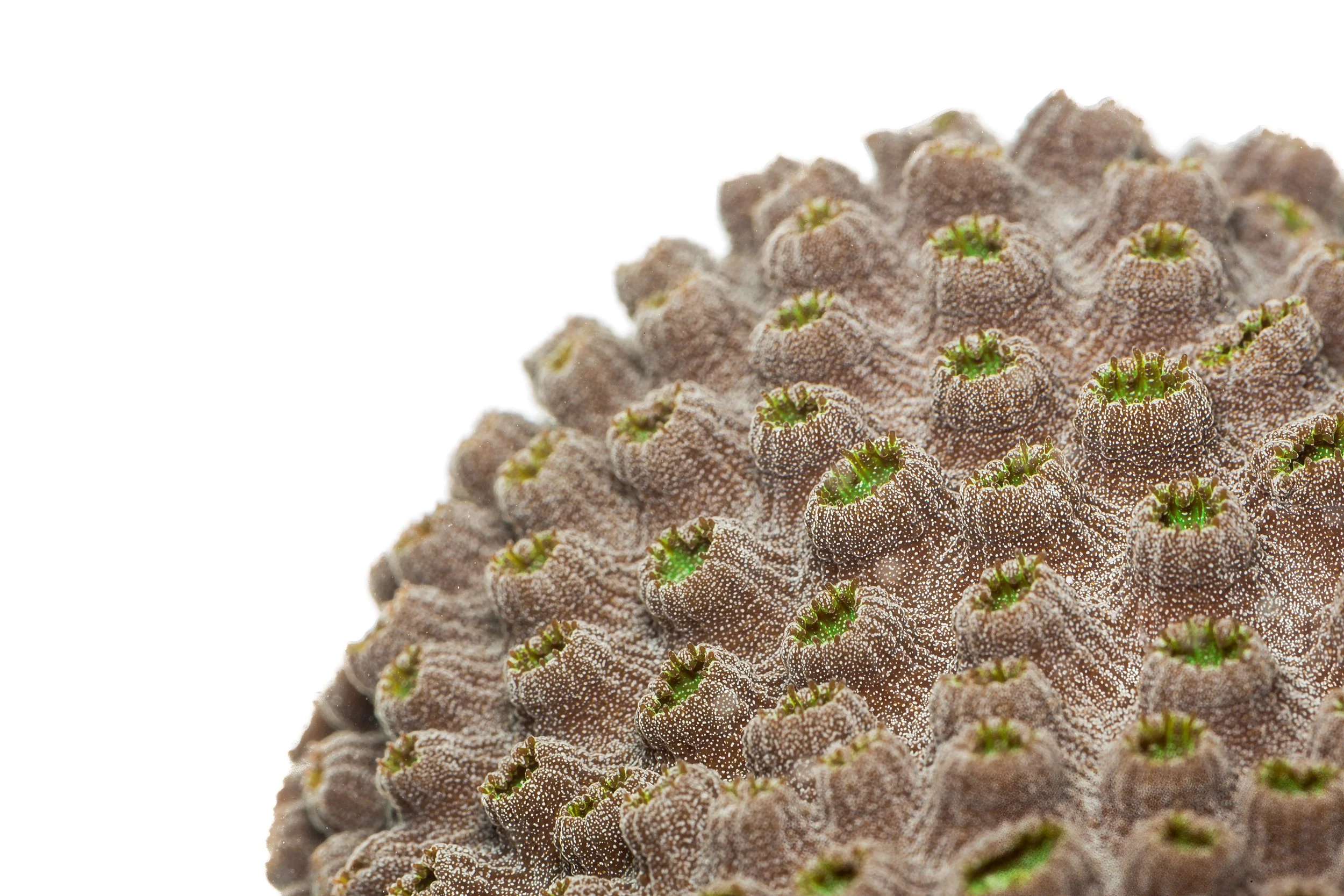 Mountainous Star Coral (Orbicella faveolata)