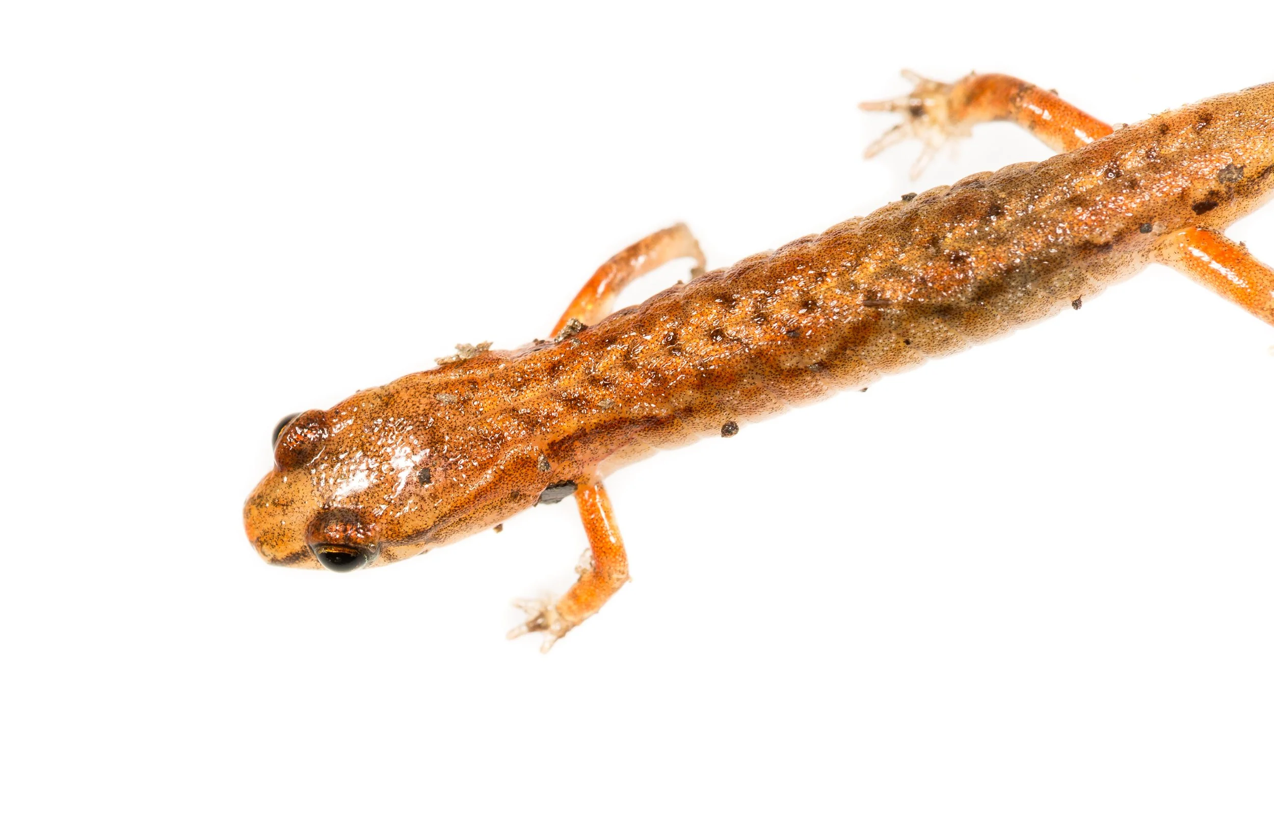 Chamberlain's dwarf salamander (\(Eurycea\) \(chamberlaini\)) 