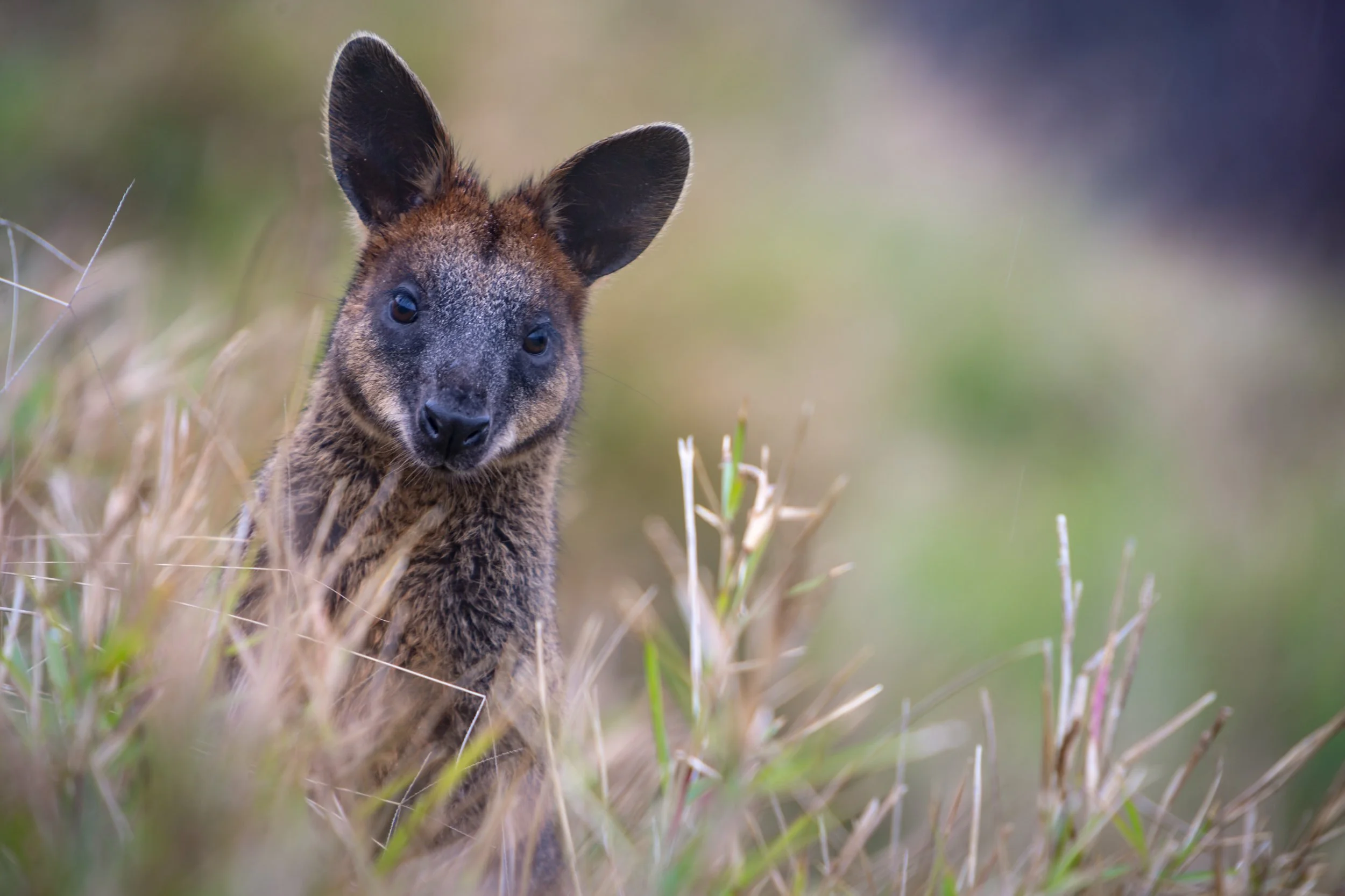 wallaby australia.jpg