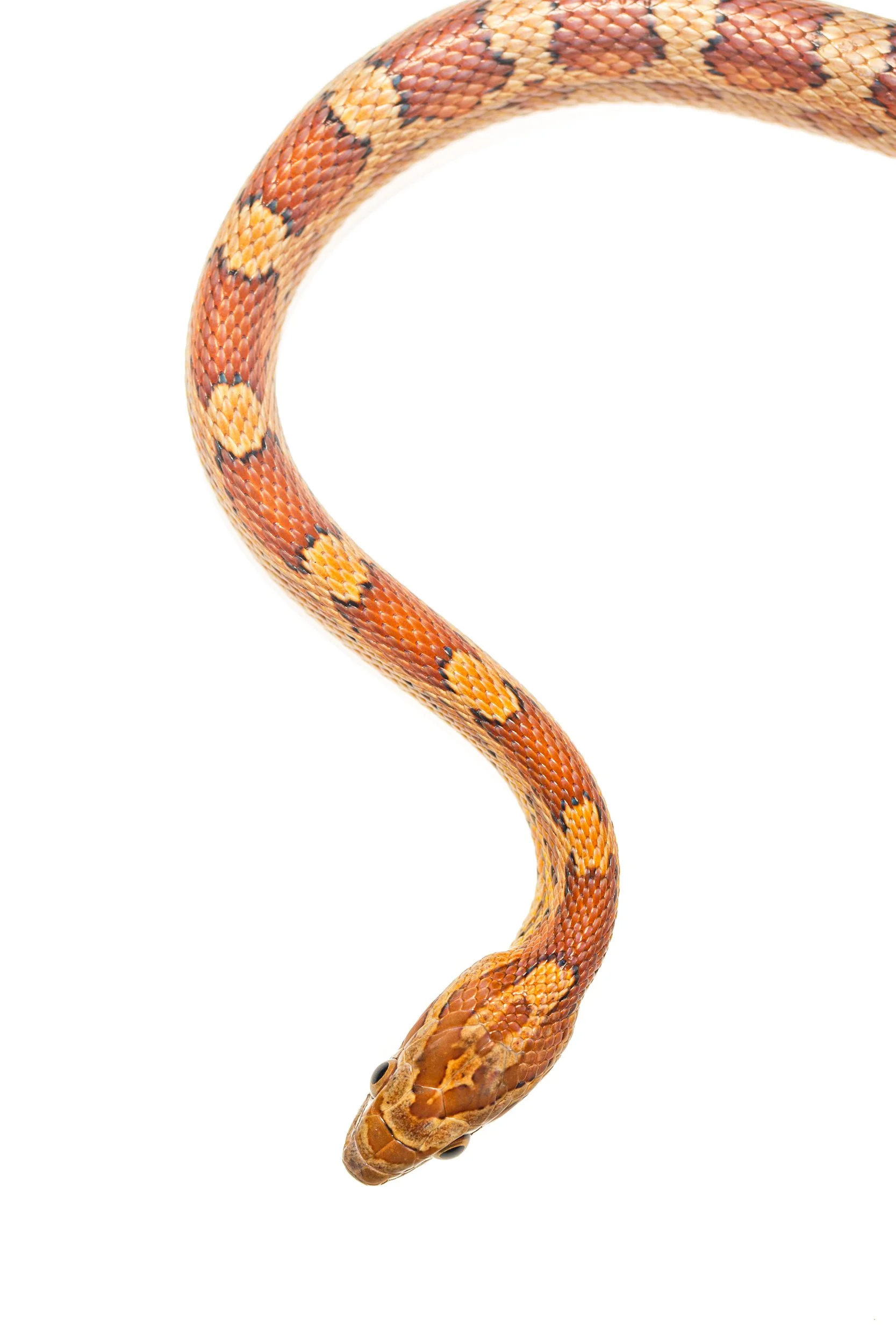 Red Corn Snake (Pantherophis guttatus)