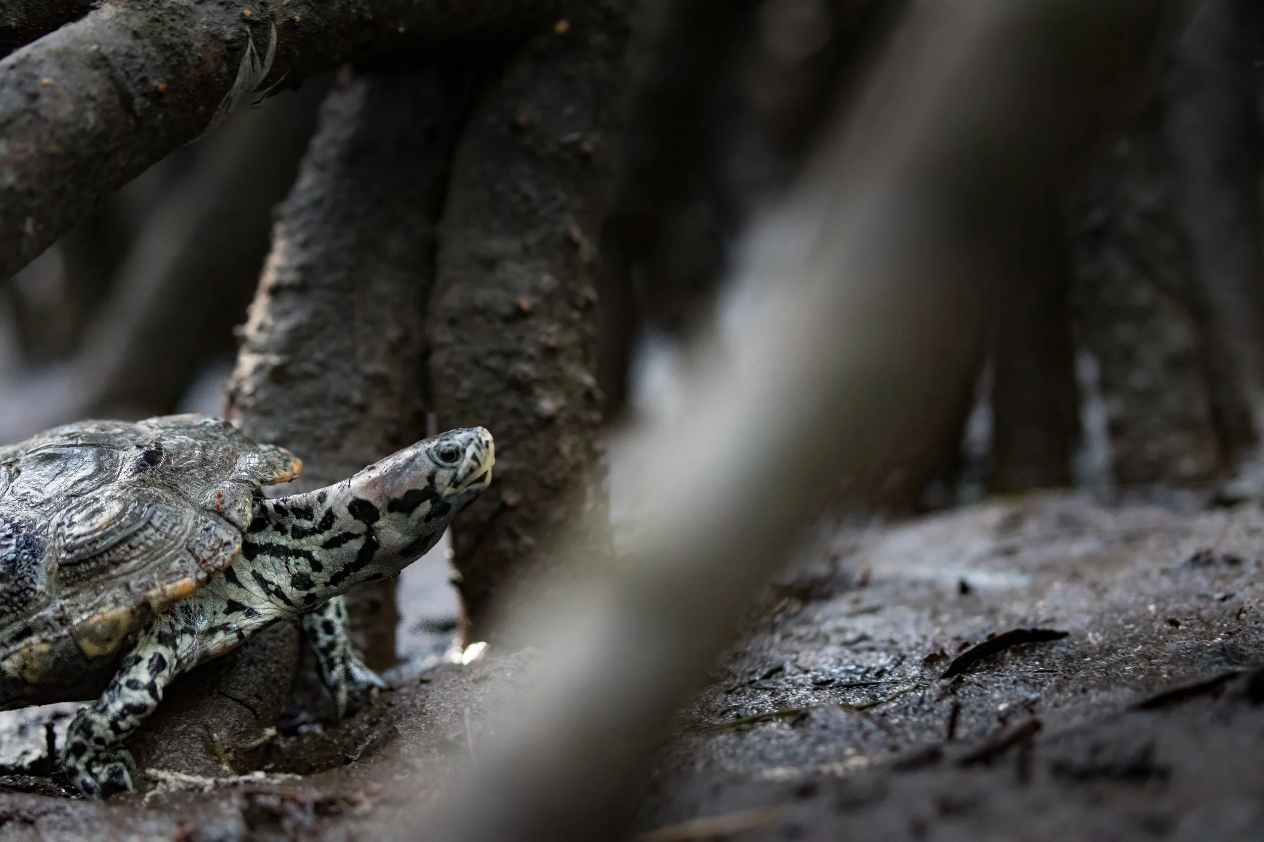 Diamondback terrapin