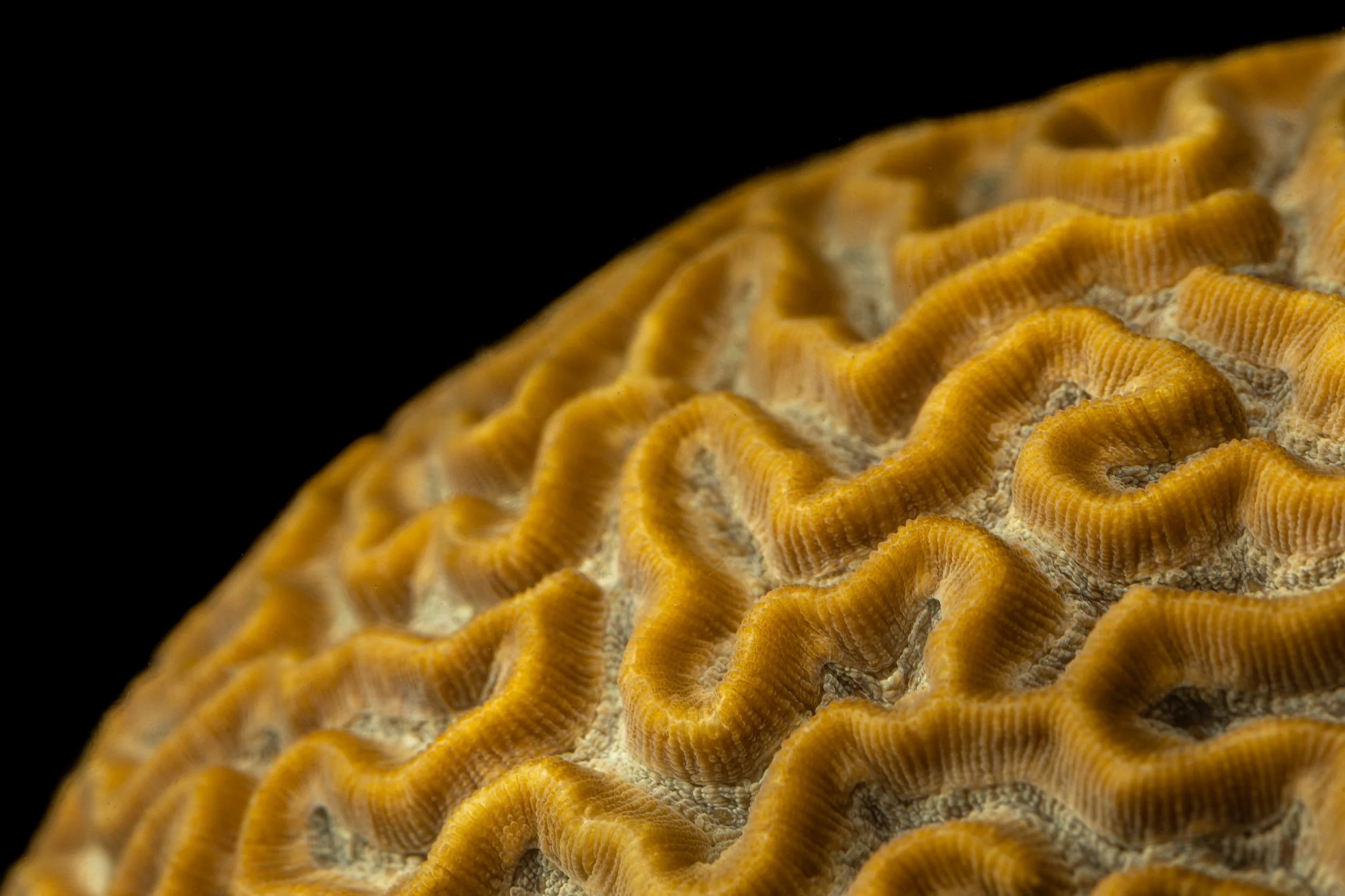Symmetrical Brain Coral (Pseudodiploria strigosa)