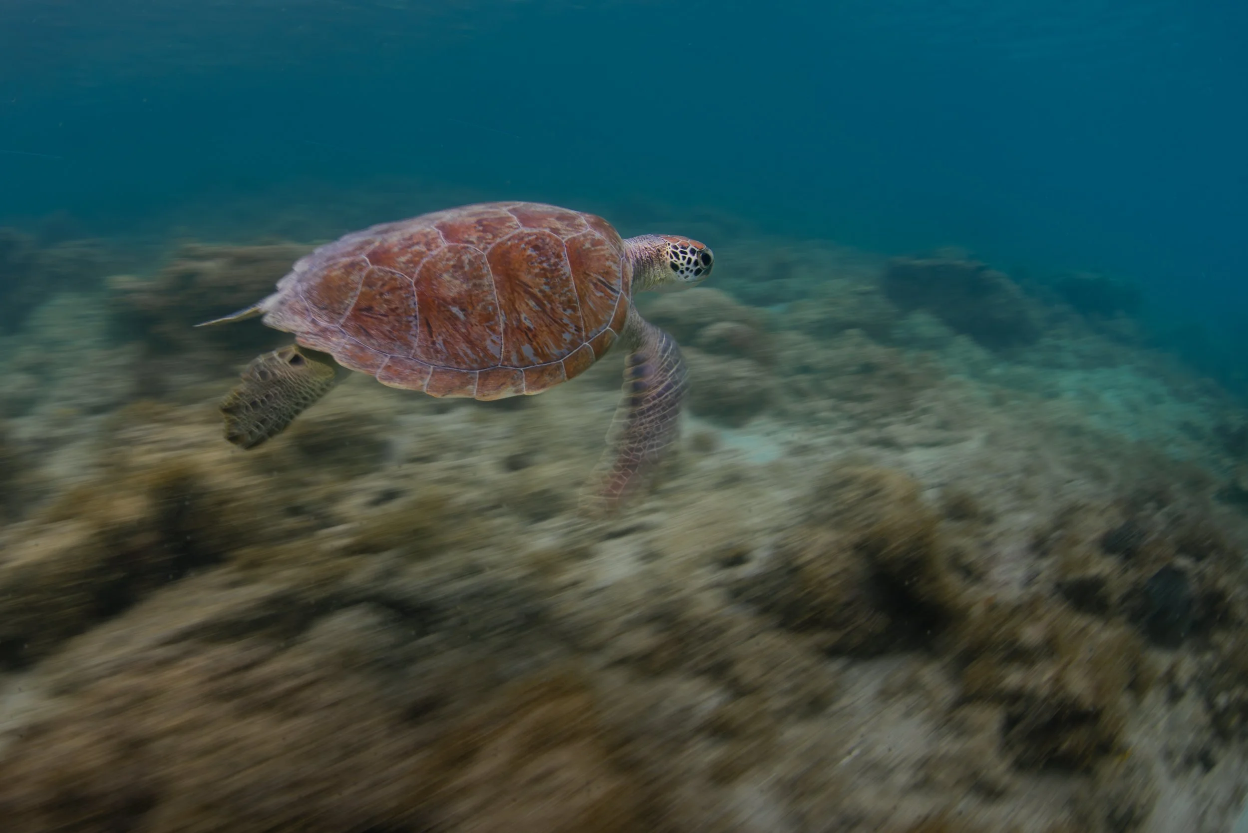 Green Sea Turtle (Chelonia mydas)