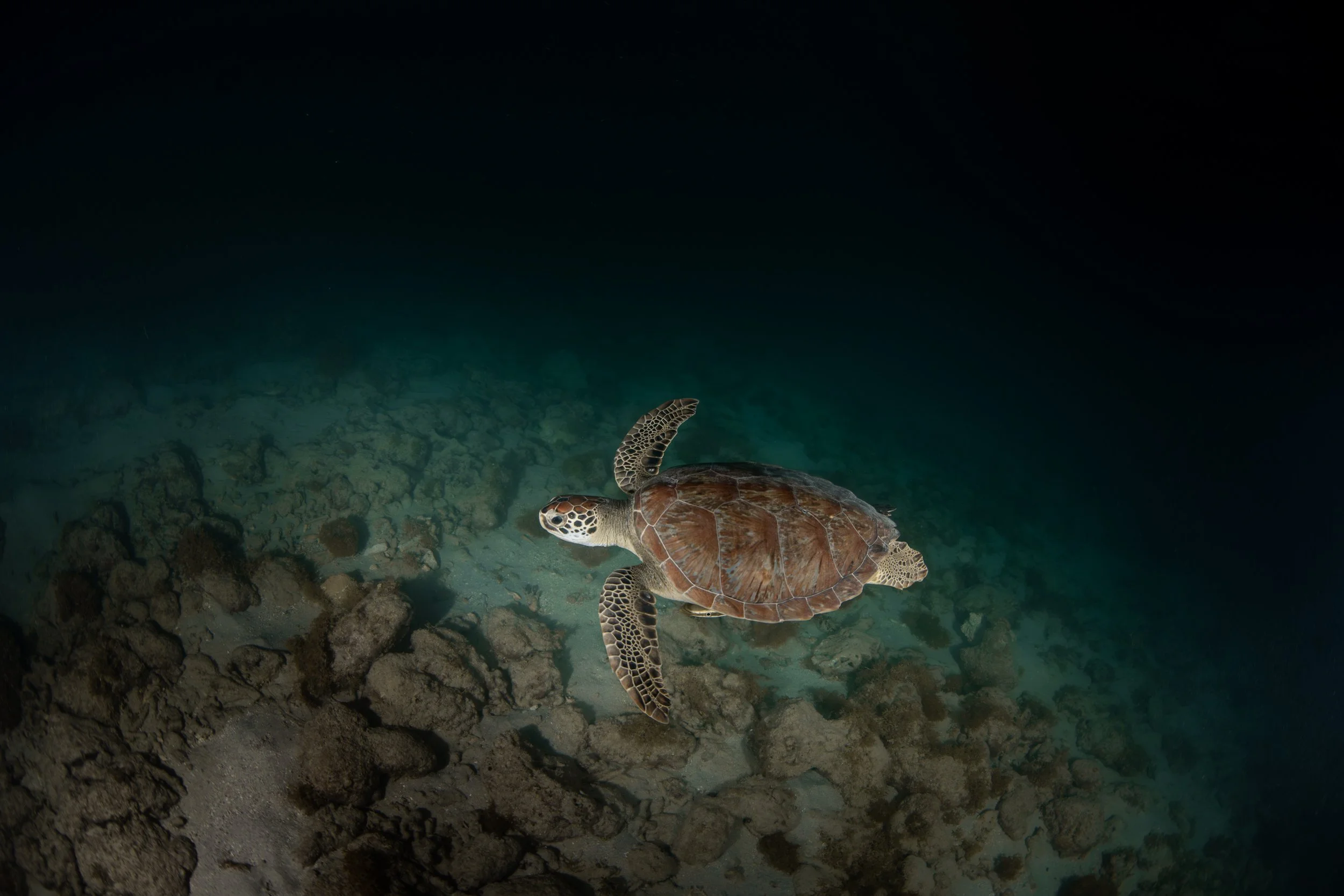 Green Sea Turtle (Chelonia mydas)