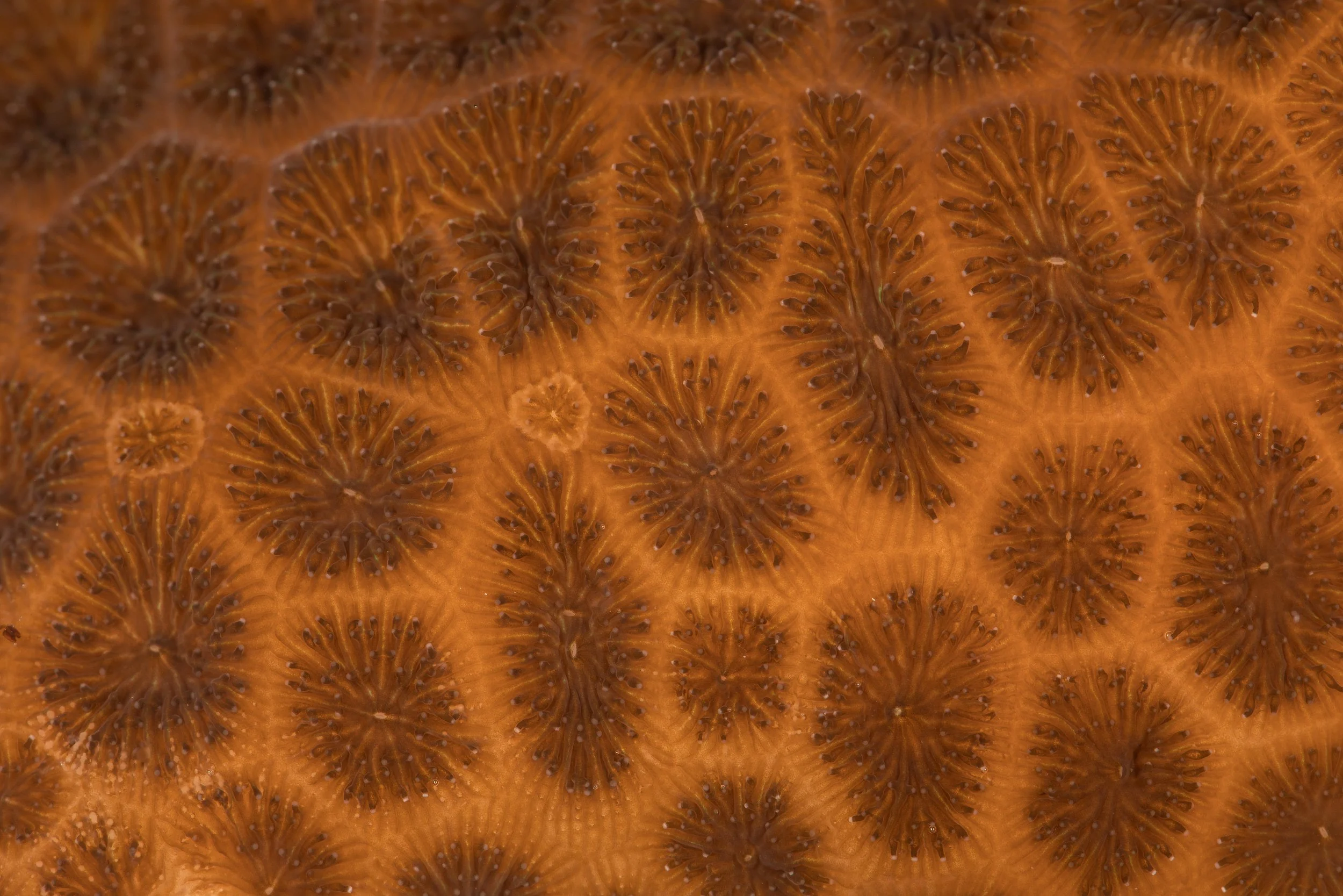 Massive Starlet Coral (Siderastrea siderea)