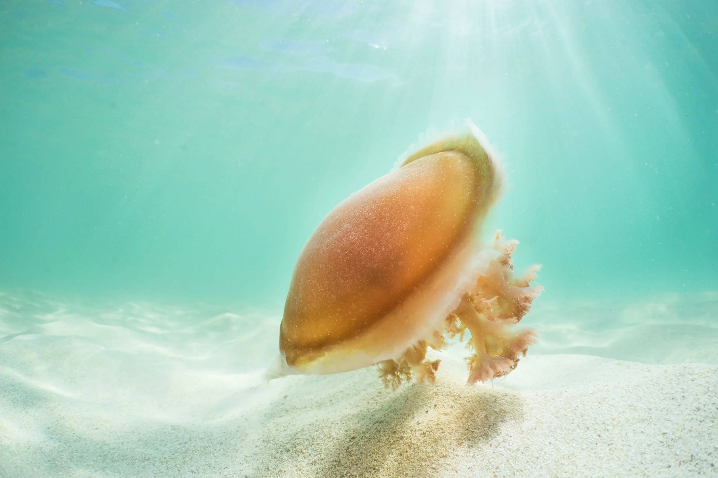 Jellyfish
