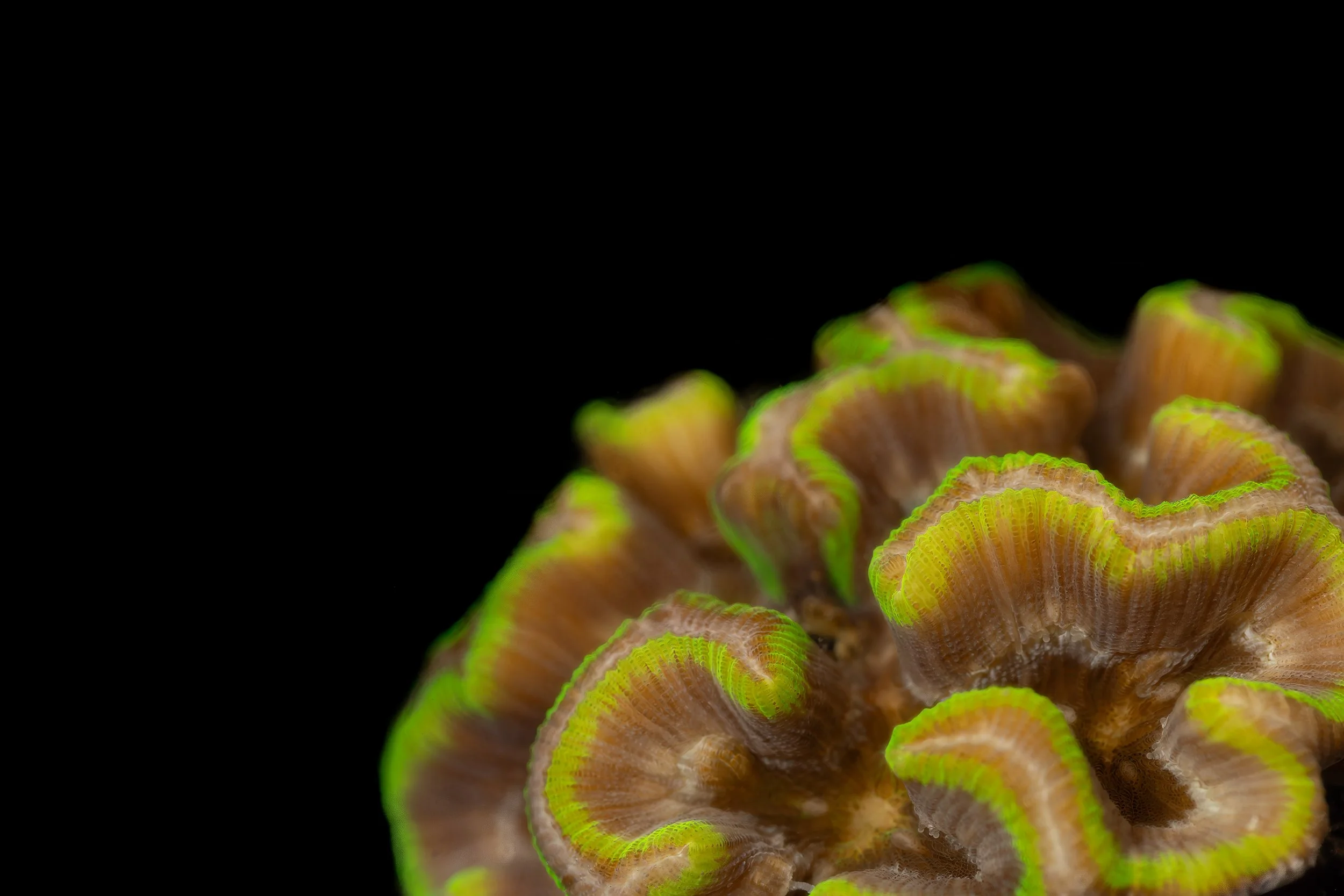 Rose Coral (Manicina areolata)