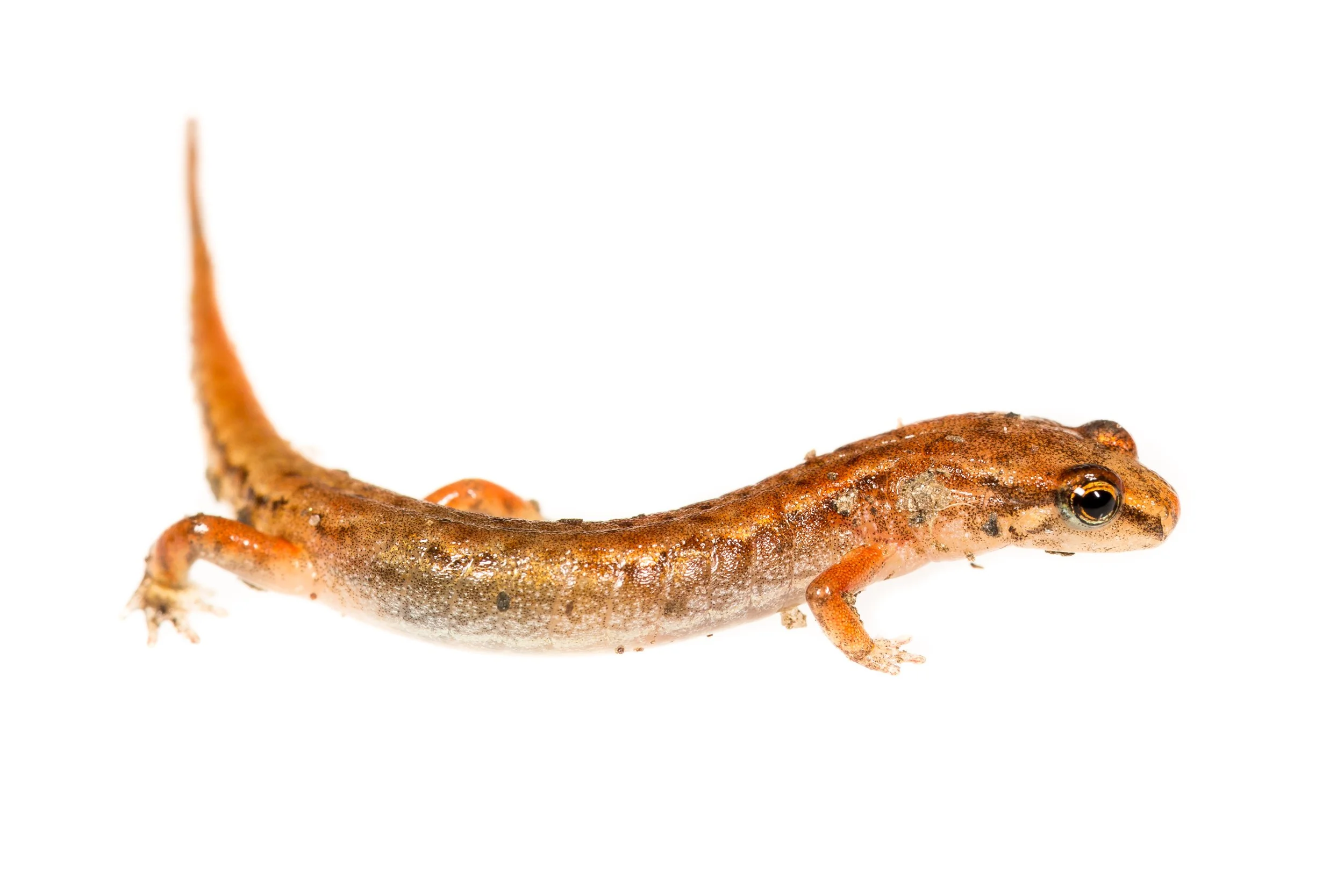 Chamberlain's dwarf salamander (\(Eurycea\) \(chamberlaini\)) 