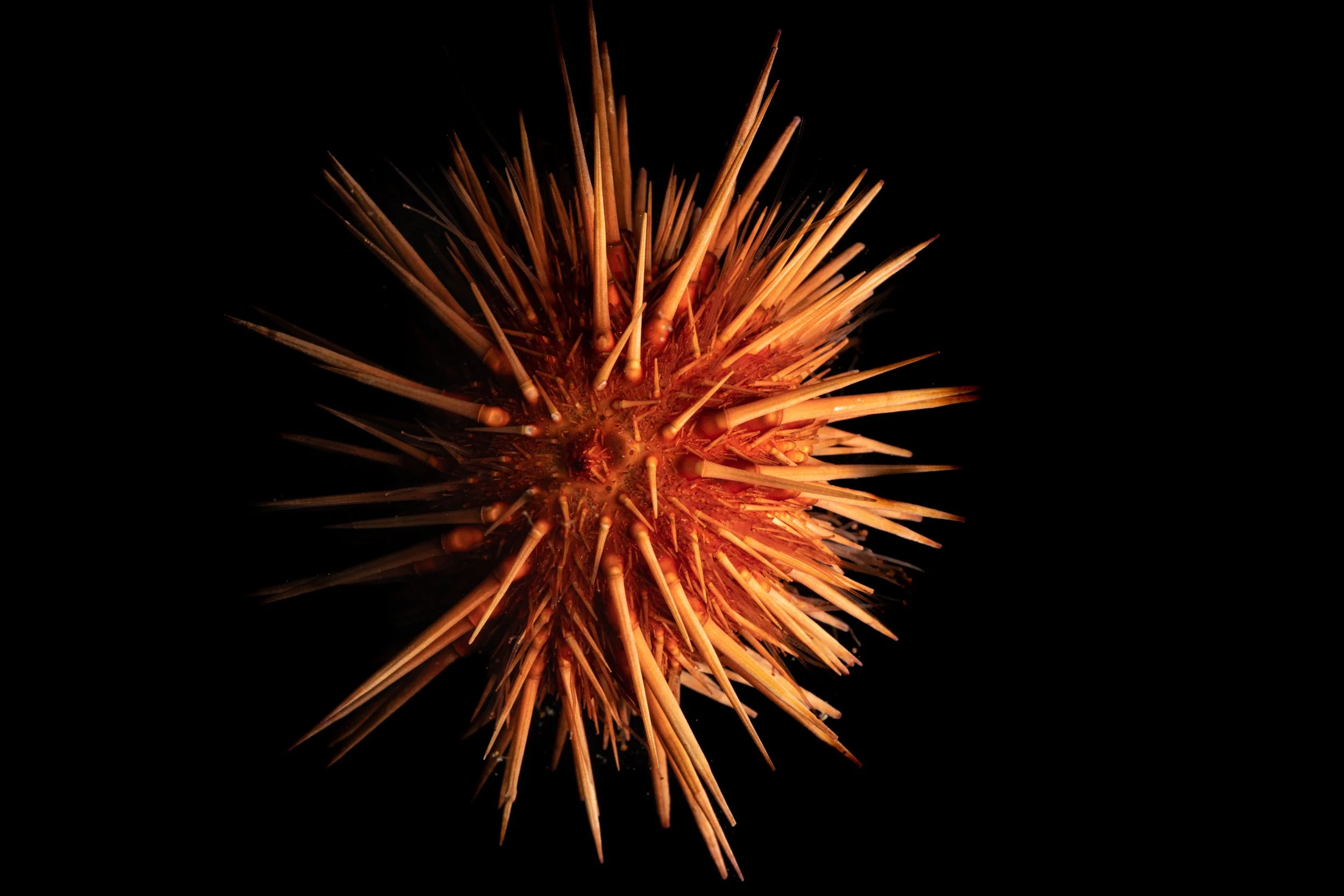 Rock Boring Urchin (Echinometra lucunter)