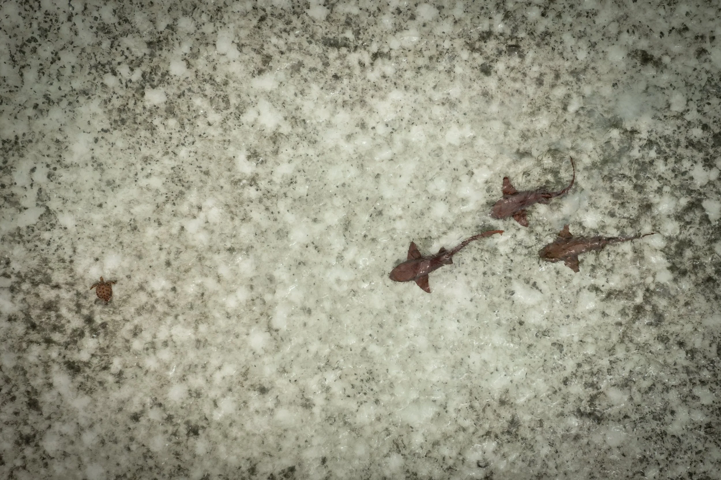 Nurse Sharks (Ginglymostoma cirratum) with Green Sea Turtle (Chelonia mydas)