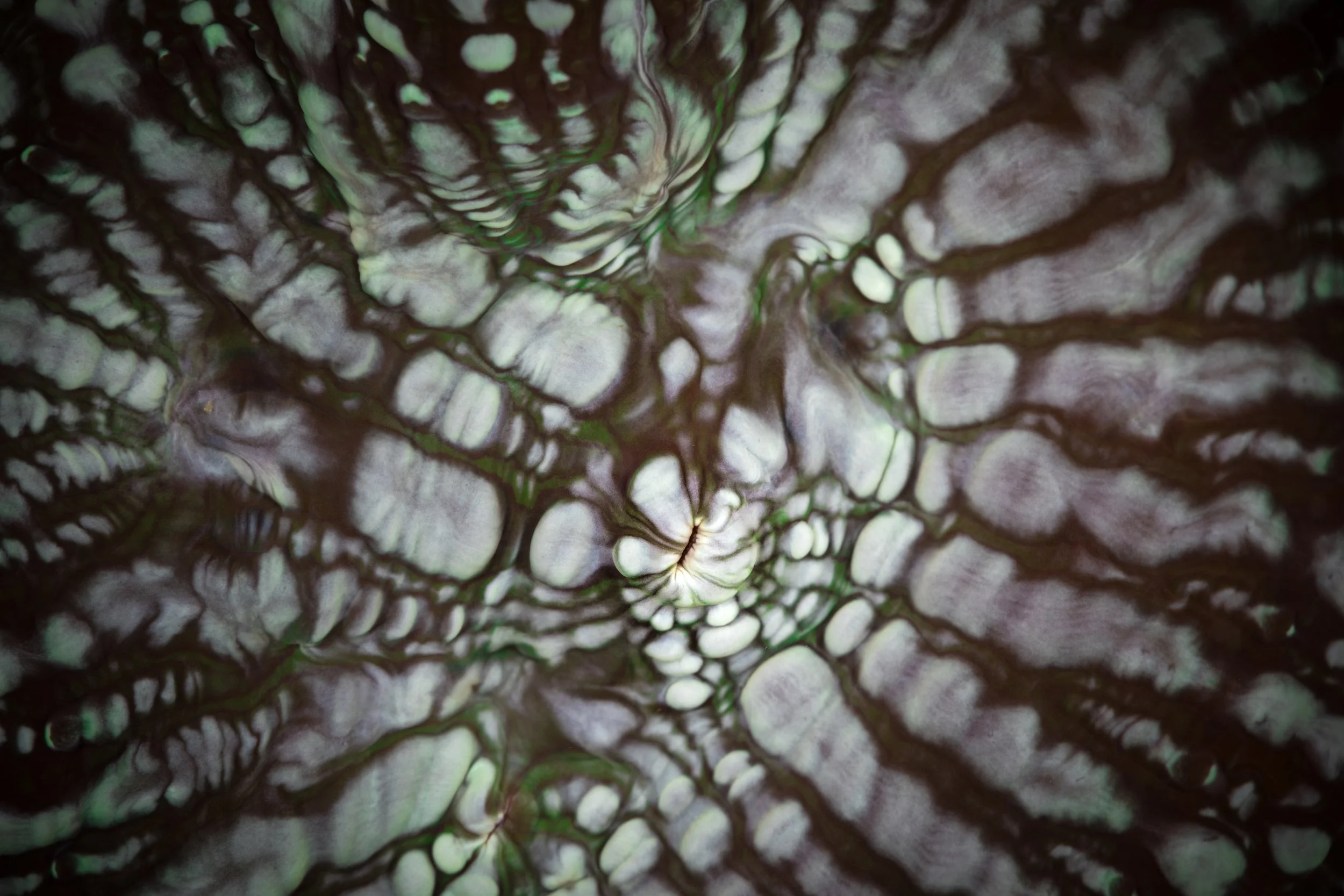 Mycetophyllia spp.