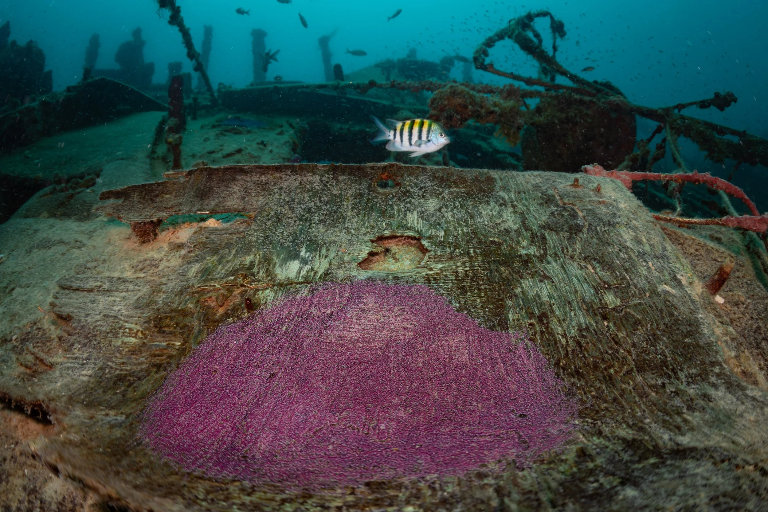 Sergeant Major (Abudefduf saxatilis) guarding eggs
