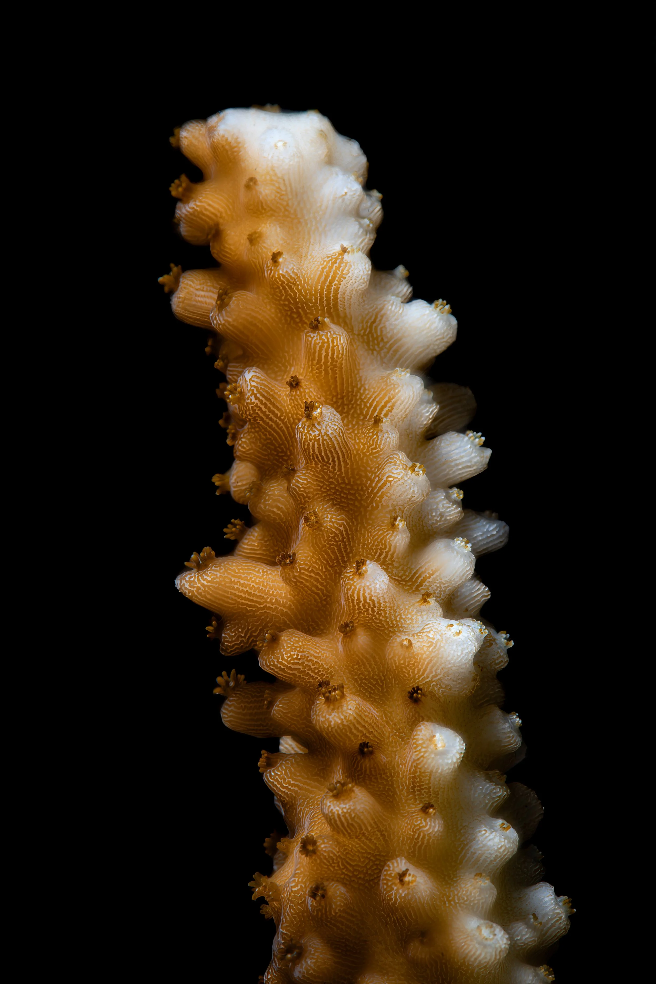 Staghorn Coral (Acropora cervicornis) - half bleached