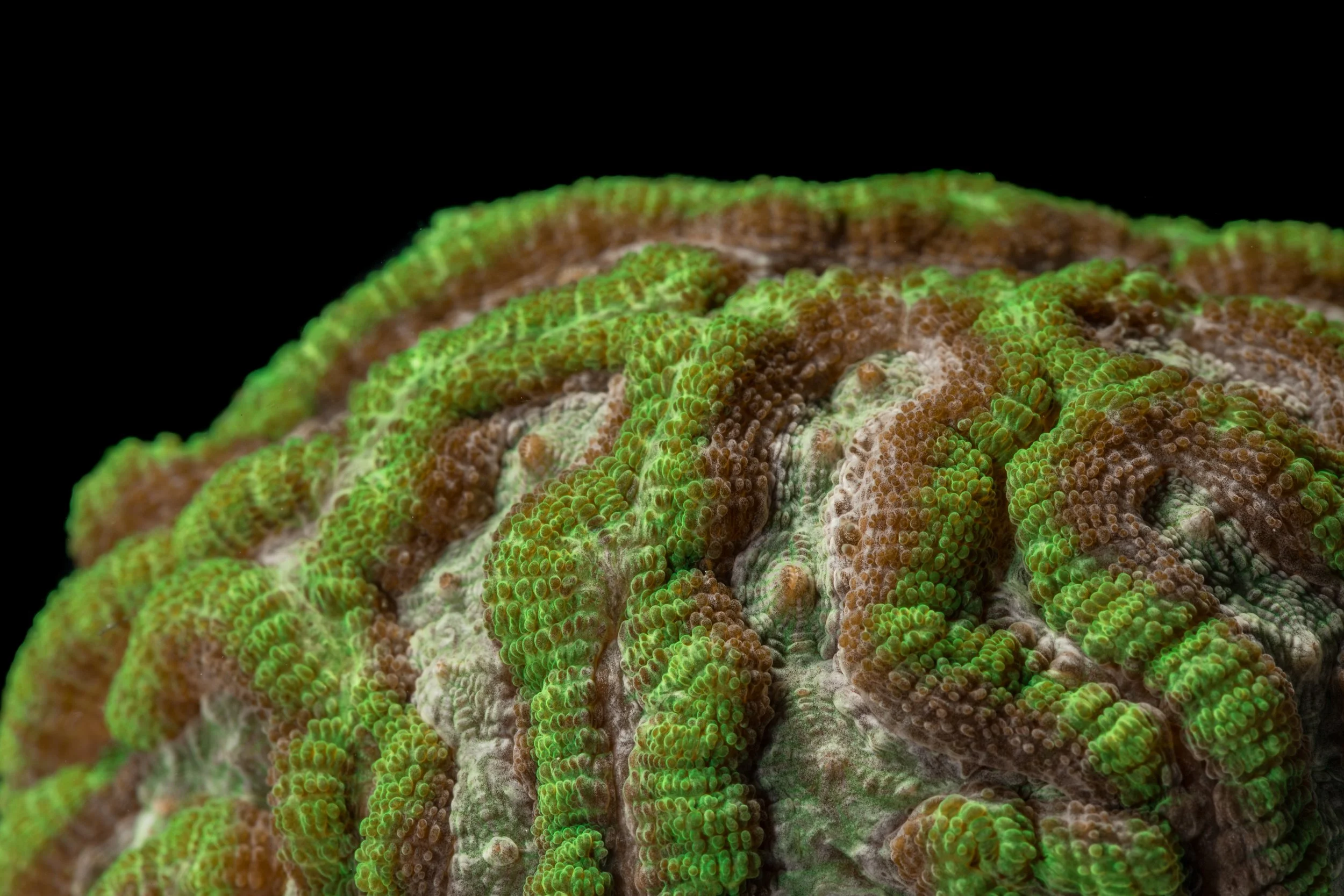 Knobby Brain Coral (Pseudodiploria clivosa)