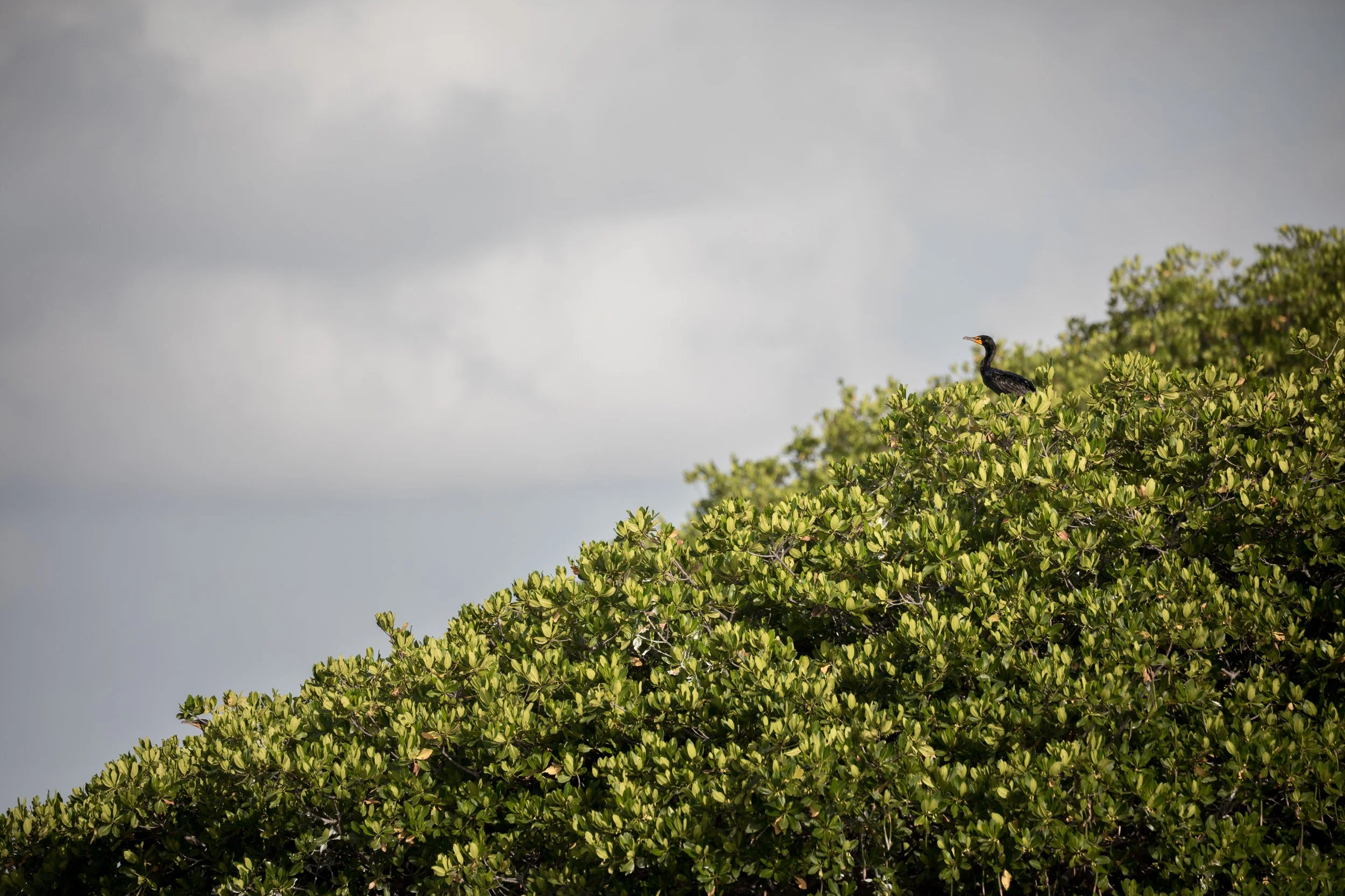 double-crested cormorant (Nannopterum auritum)