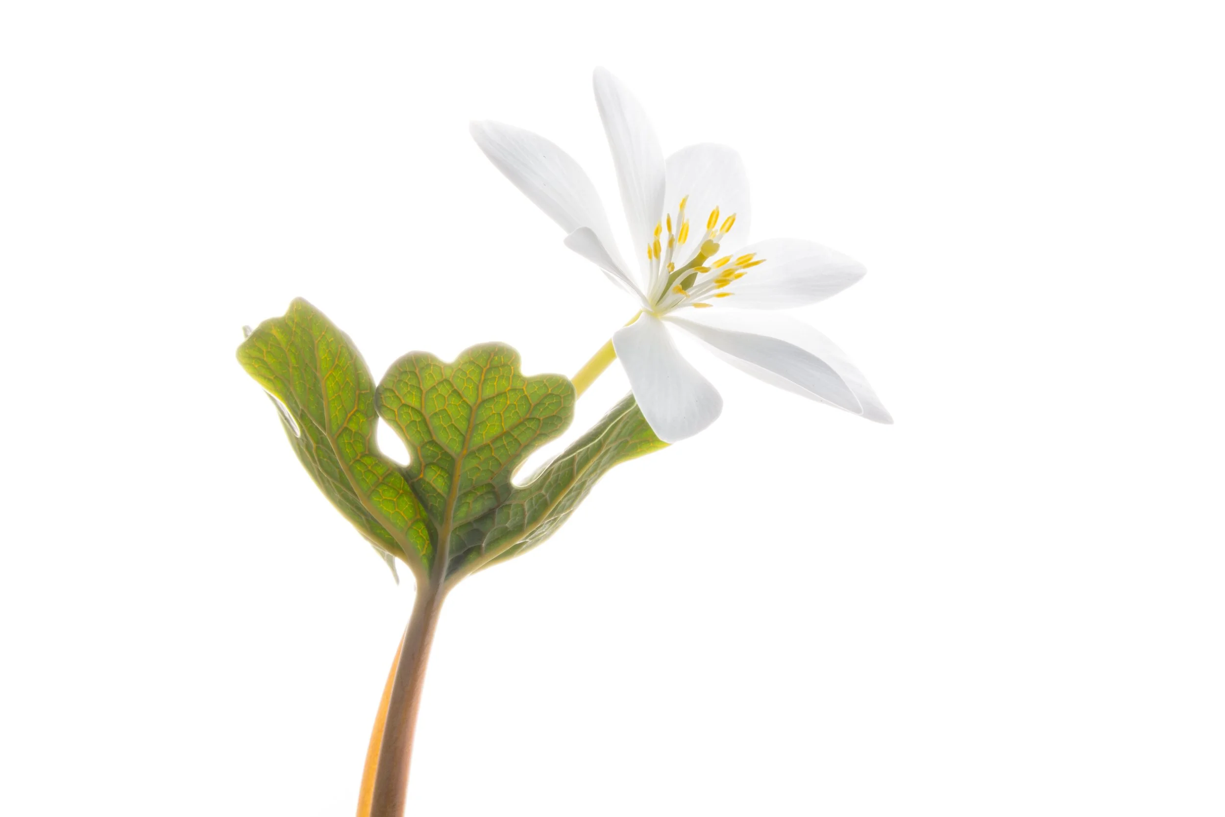 Bloodroot (Sanguinaria canadensis)