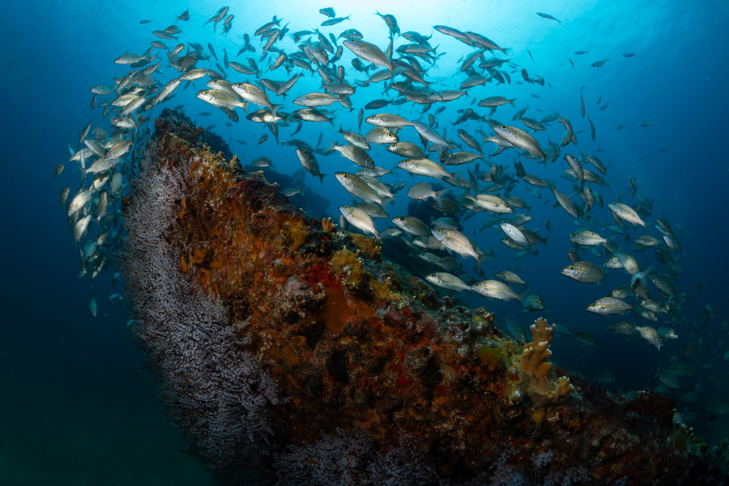 Assorted grunts outlining wreck of the Chikuzen 