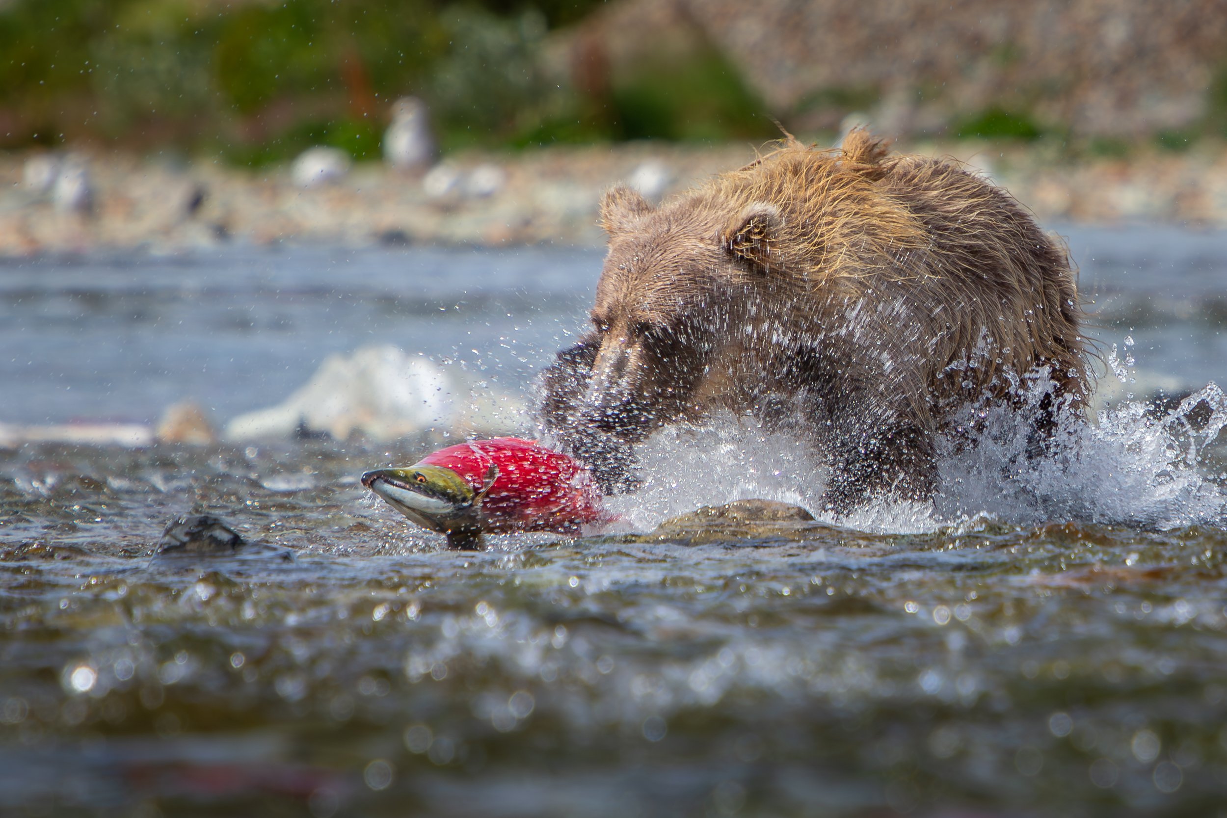 Alaskan Brown Bear (Ursus arctos gyas) hunting salmon