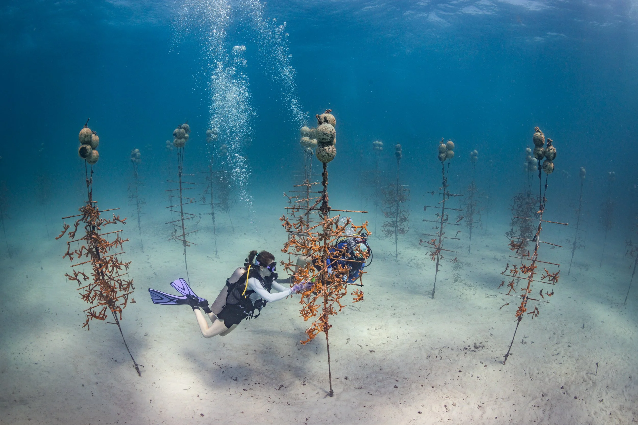 coralrestorationcoralnursery.jpg