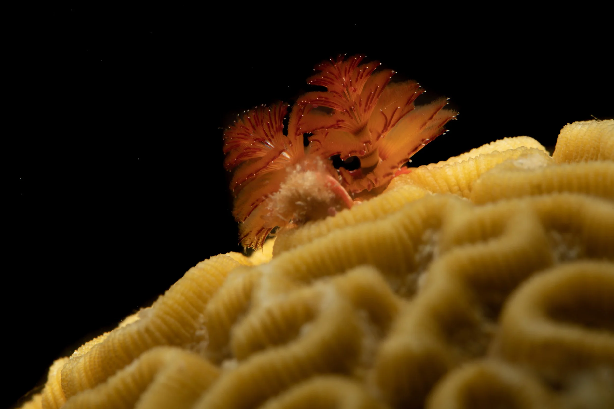 Symmetrical Brain Coral (Pseudodiploria strigosa) with Christmas Tree Worm