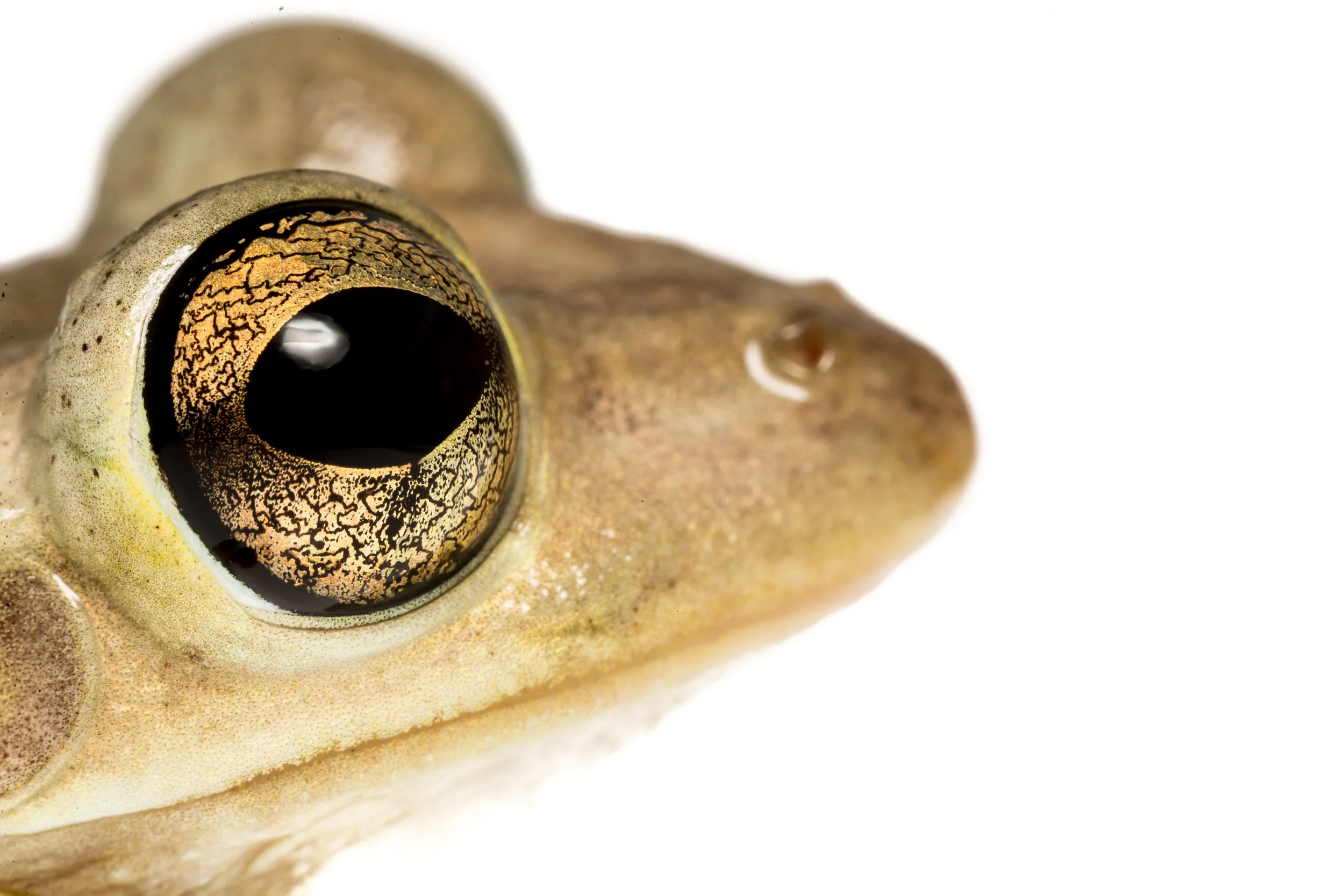 Cuban Tree Frog (Osteopilus septentrionalis)
