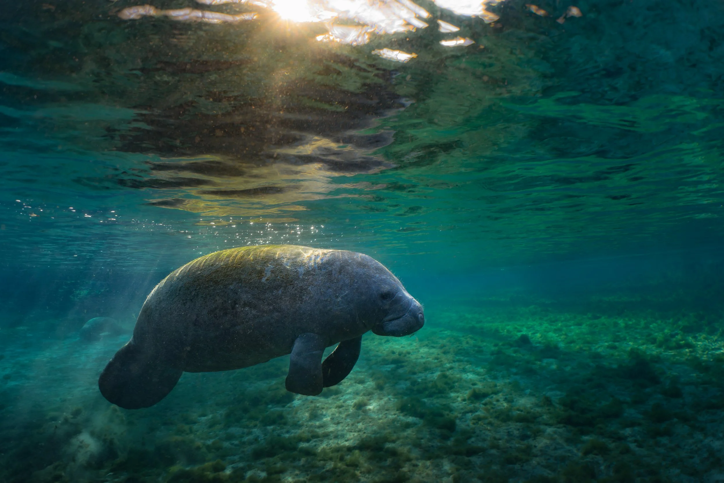 Florida manatee (Trichechus manatus latirostris)