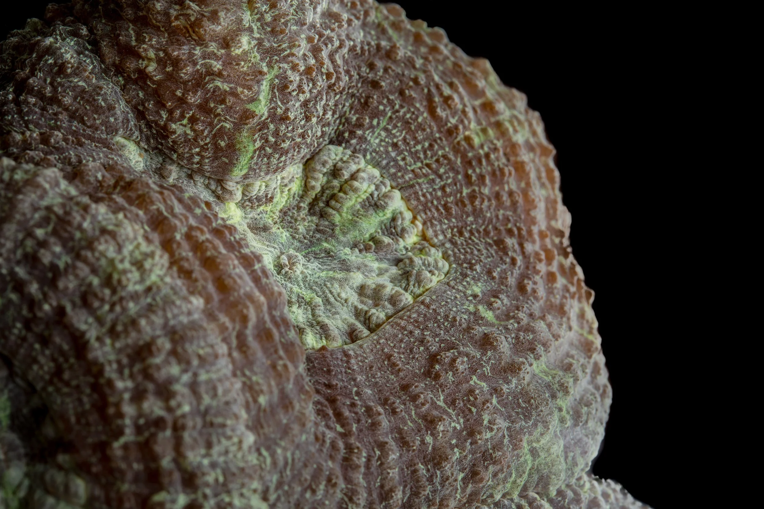 Spiny Flower Coral (Mussa angulosa)