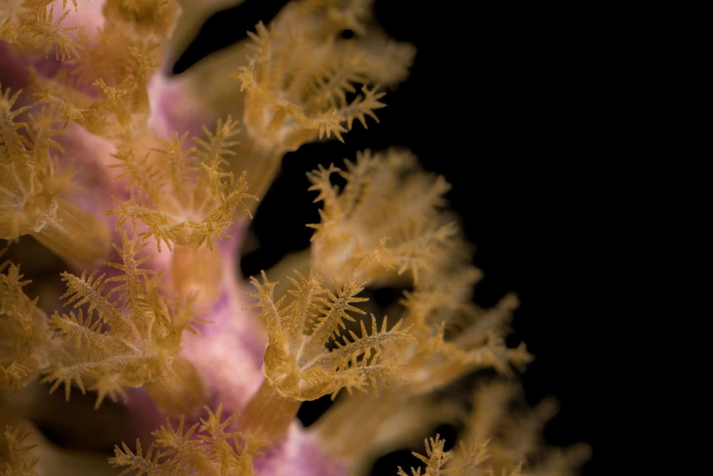 Bipinnate Sea Plume (Antillogorgia bipinnata)