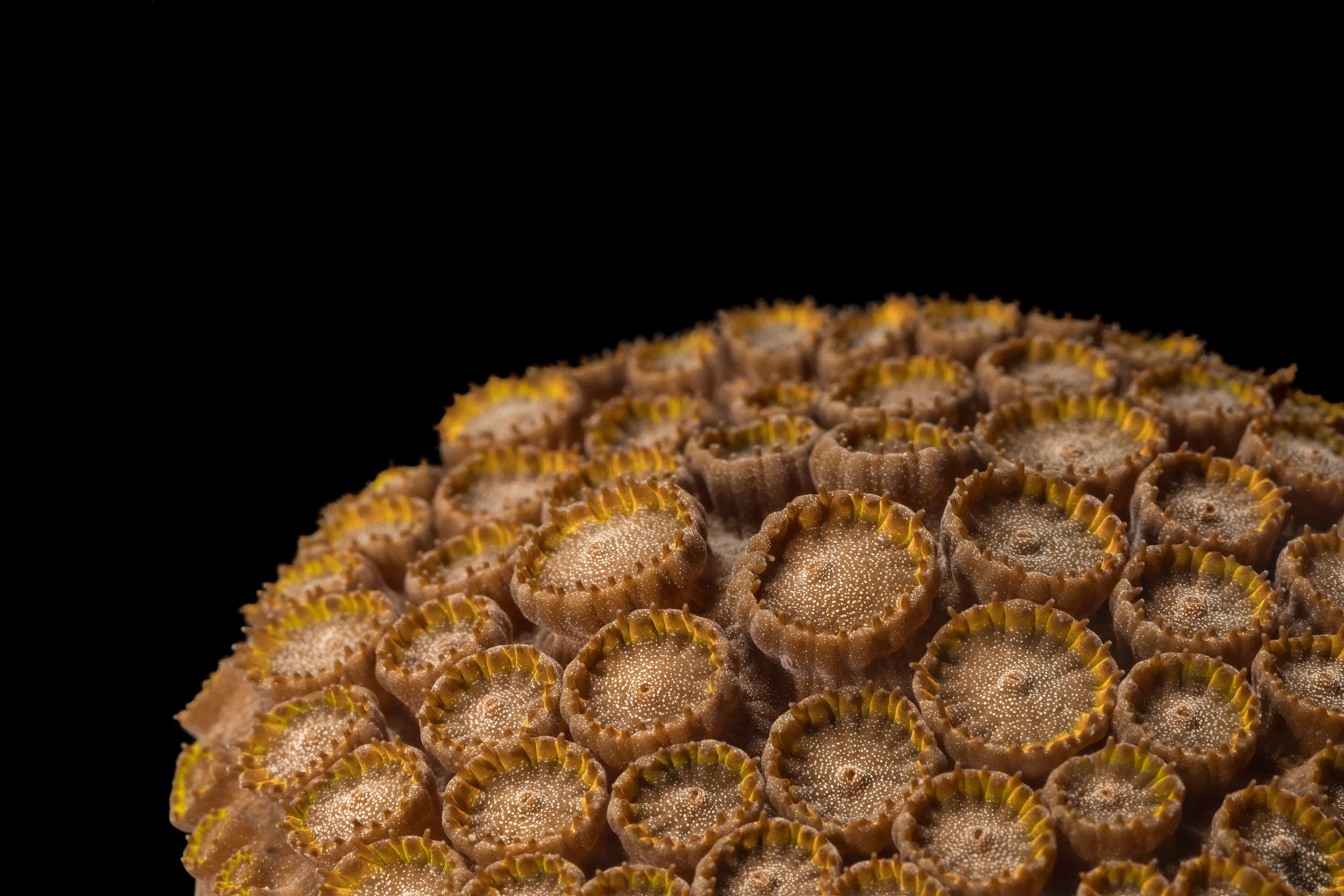 Mountainous Star Coral (Orbicella faveolata)