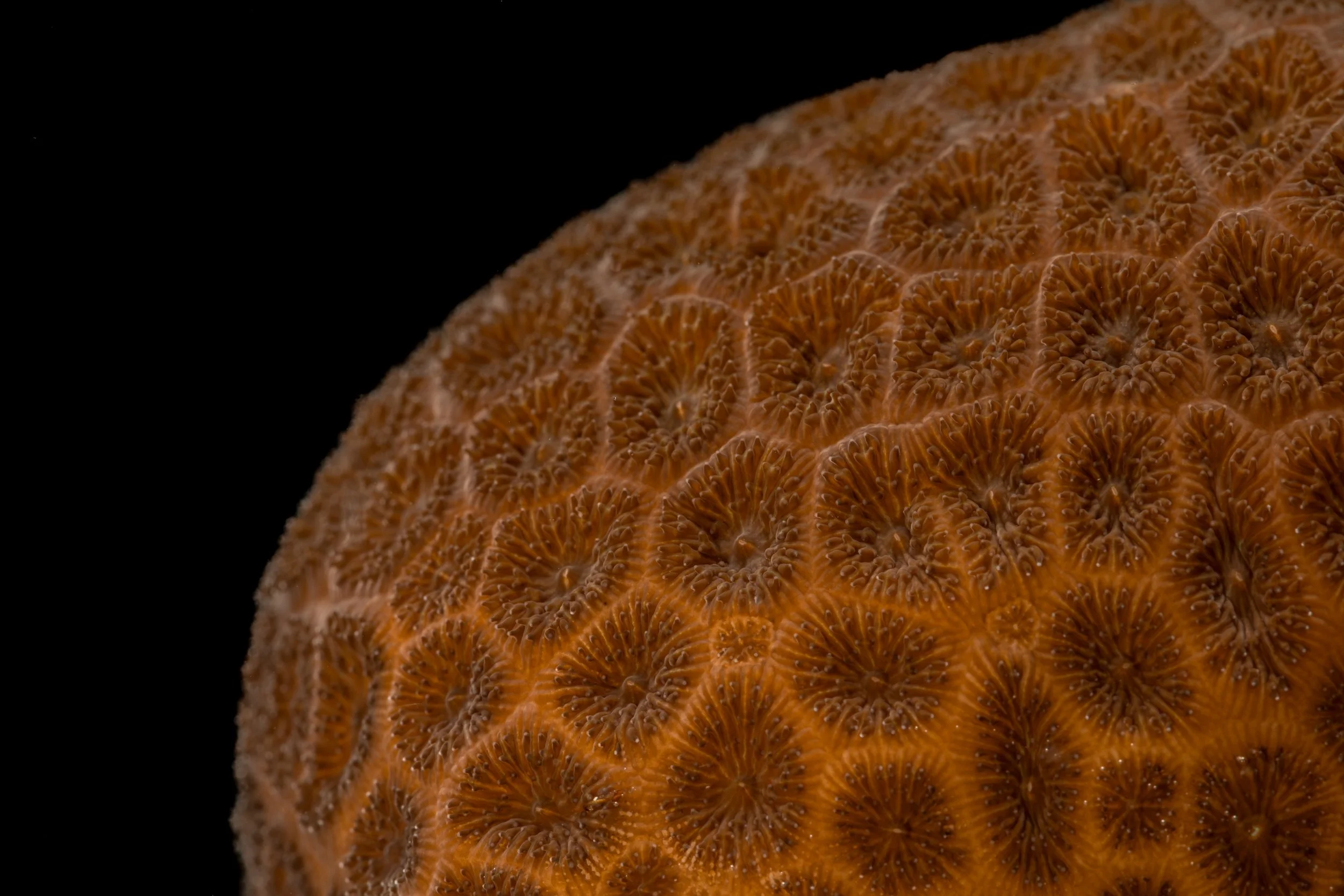 Massive Starlet Coral (Siderastrea siderea)