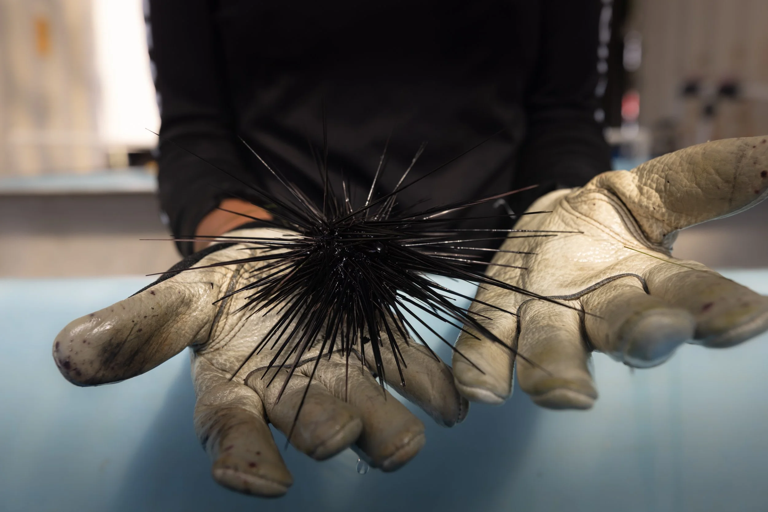 seaurchin.jpg