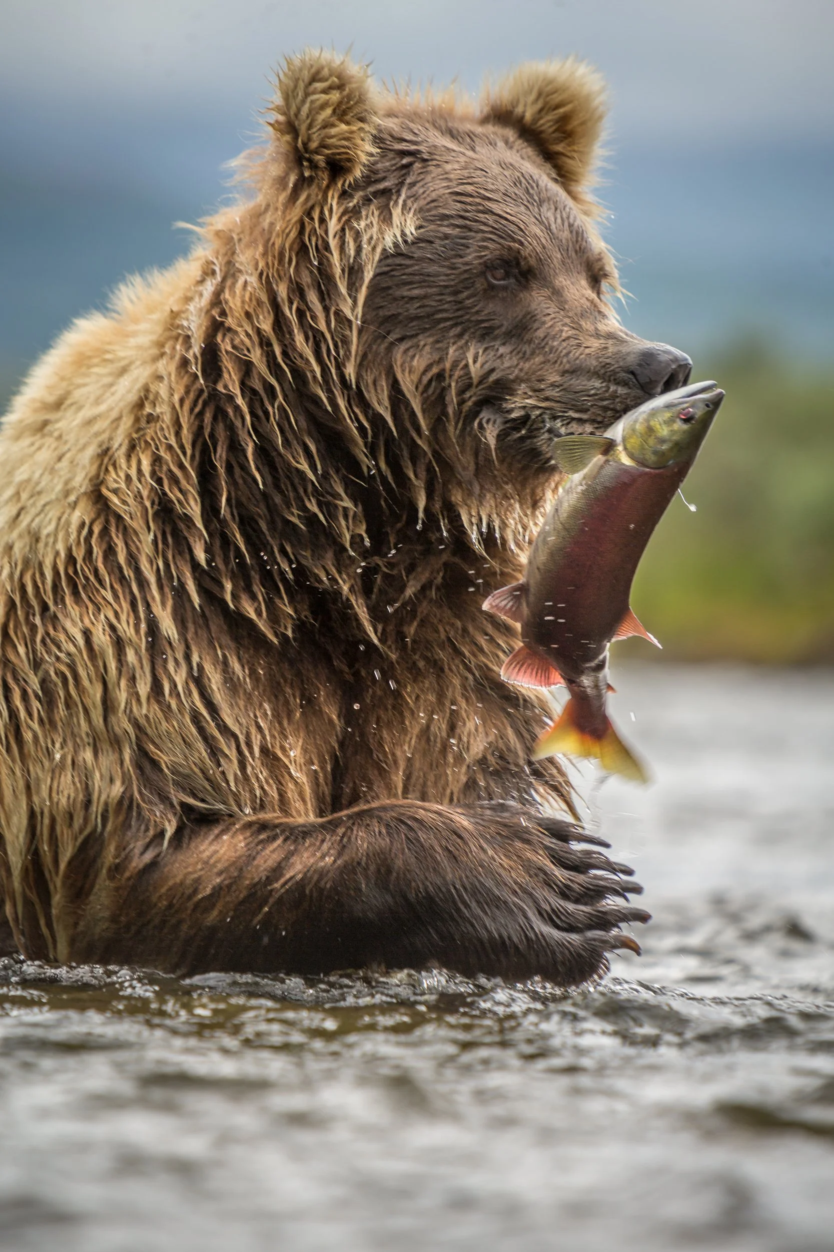 Alaskan Brown Bear (Ursus arctos gyas) hunting salmon