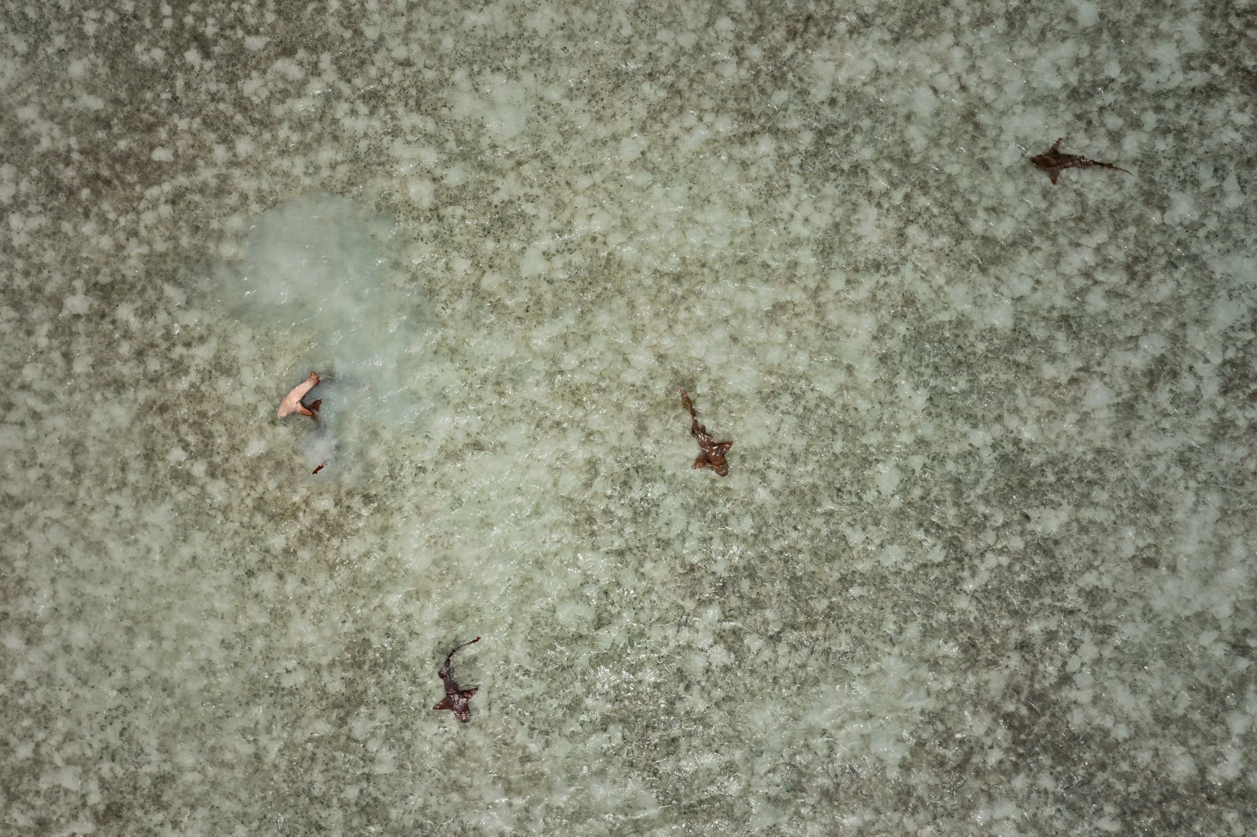 Nurse Sharks (Ginglymostoma cirratum) mating