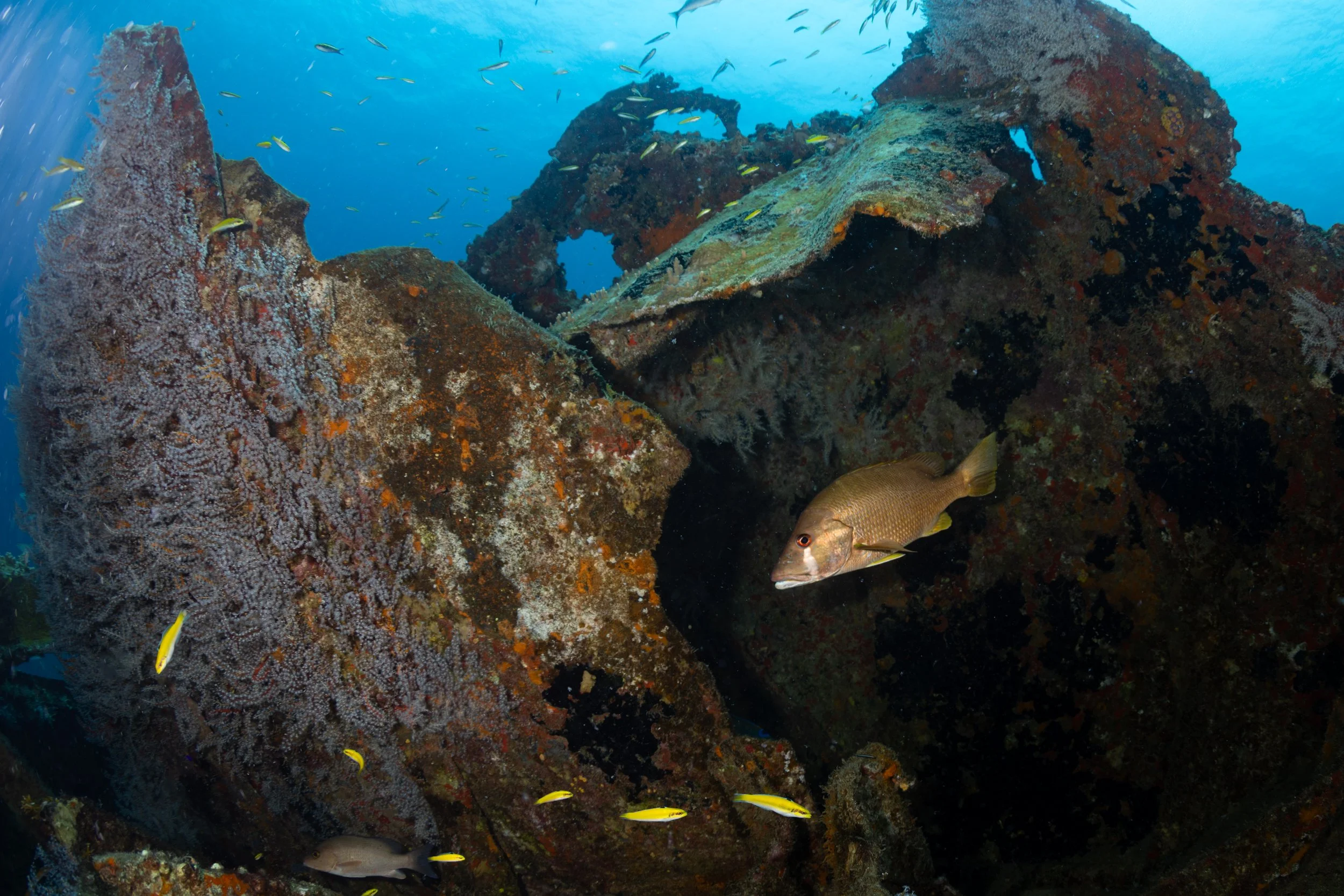 Dog Snapper (Lutjanus jocu)
