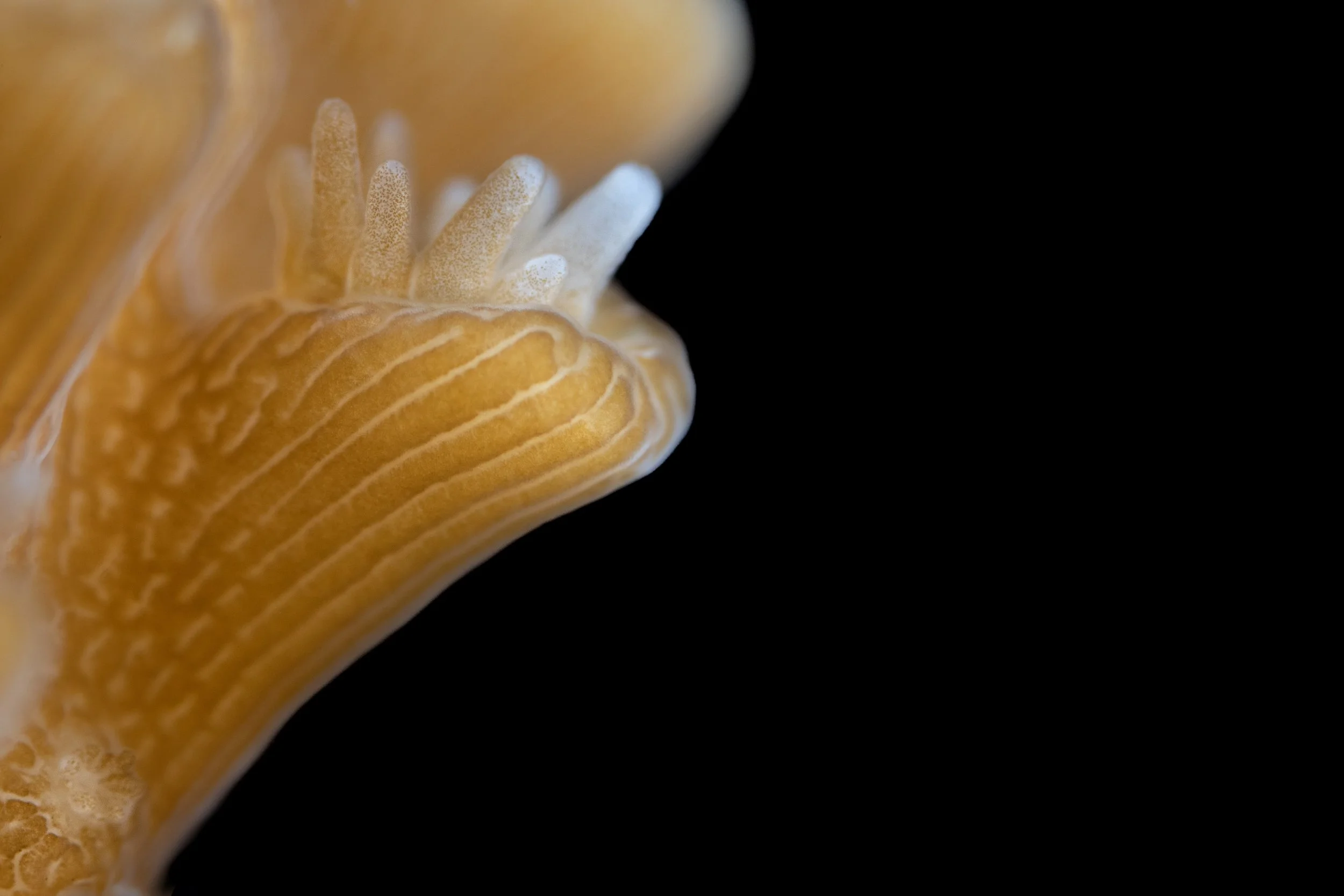 Staghorn Coral (Acropora cervicornis)