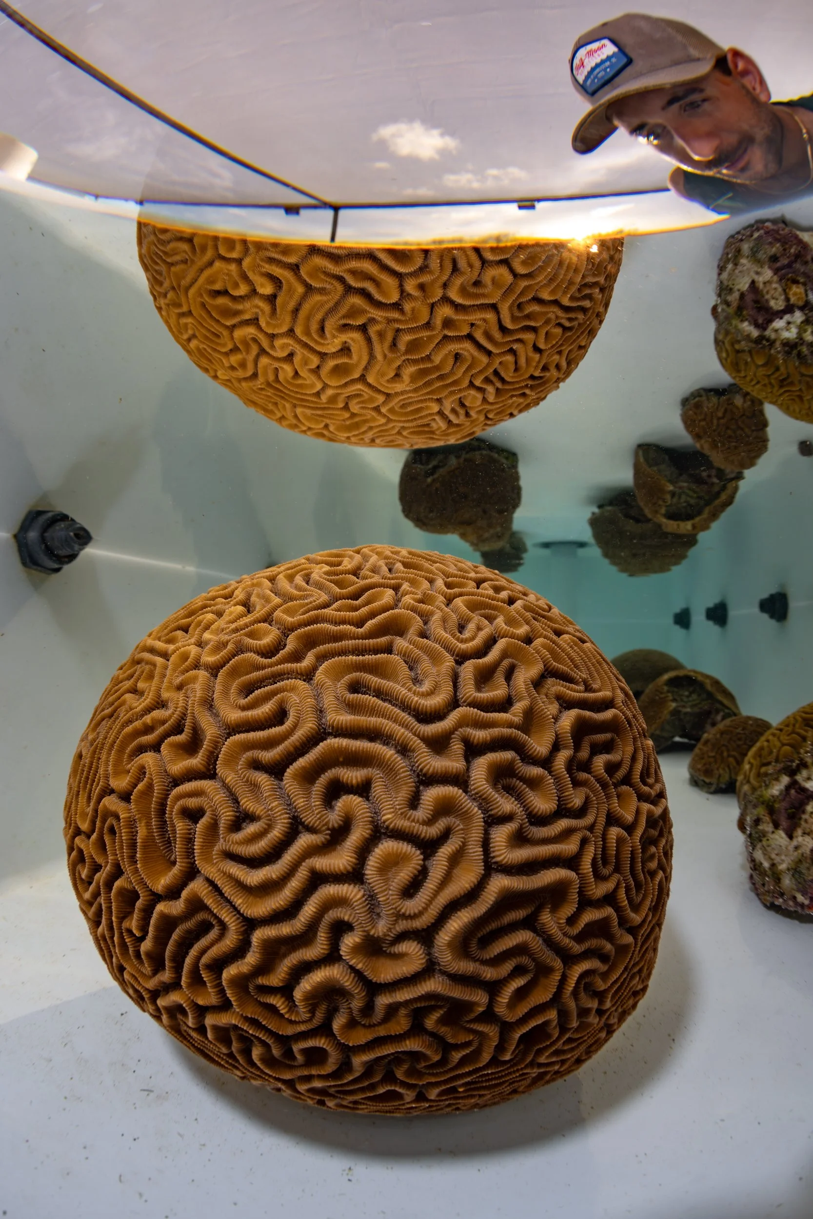 braincoralspawning.jpg