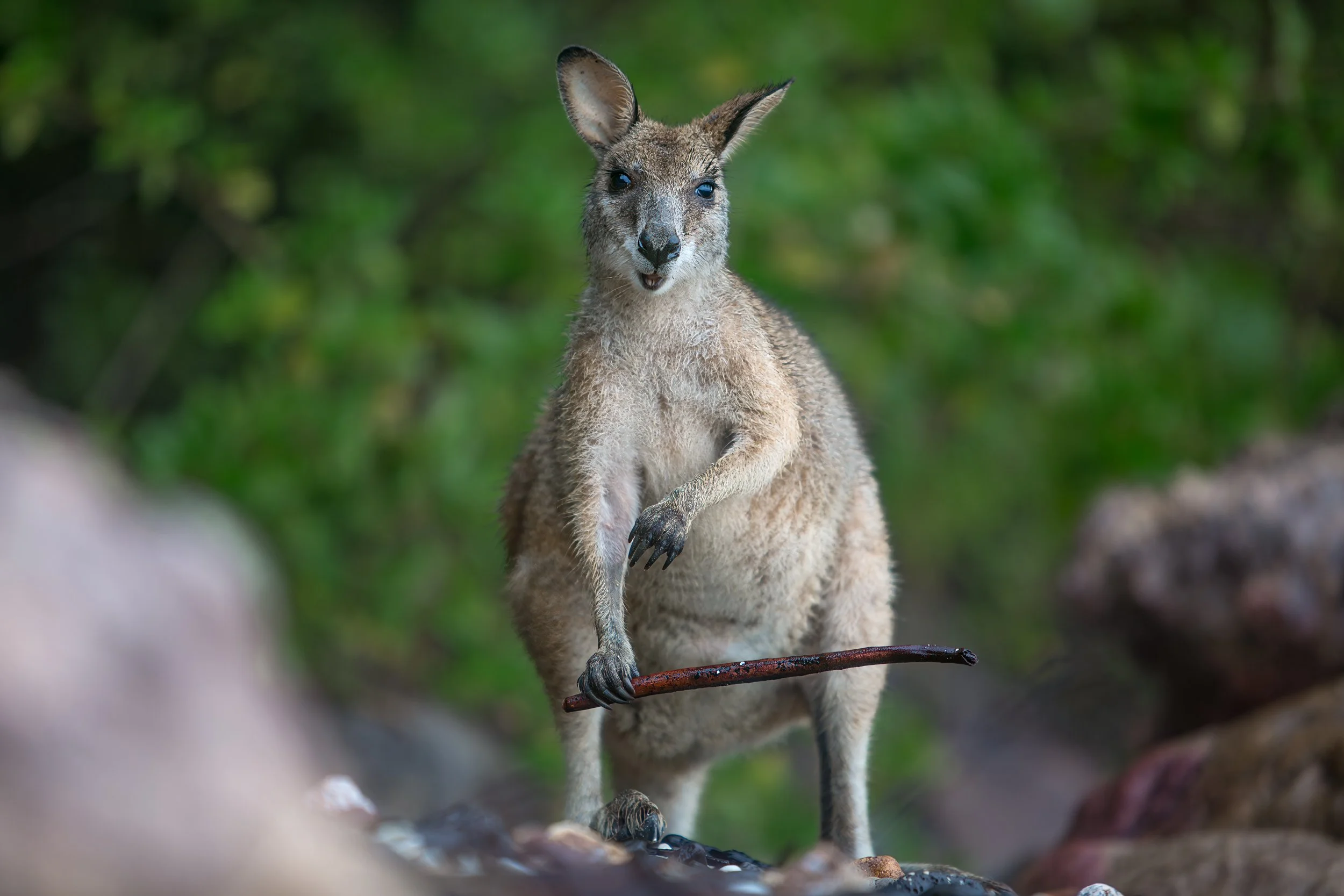 wallaby.jpg