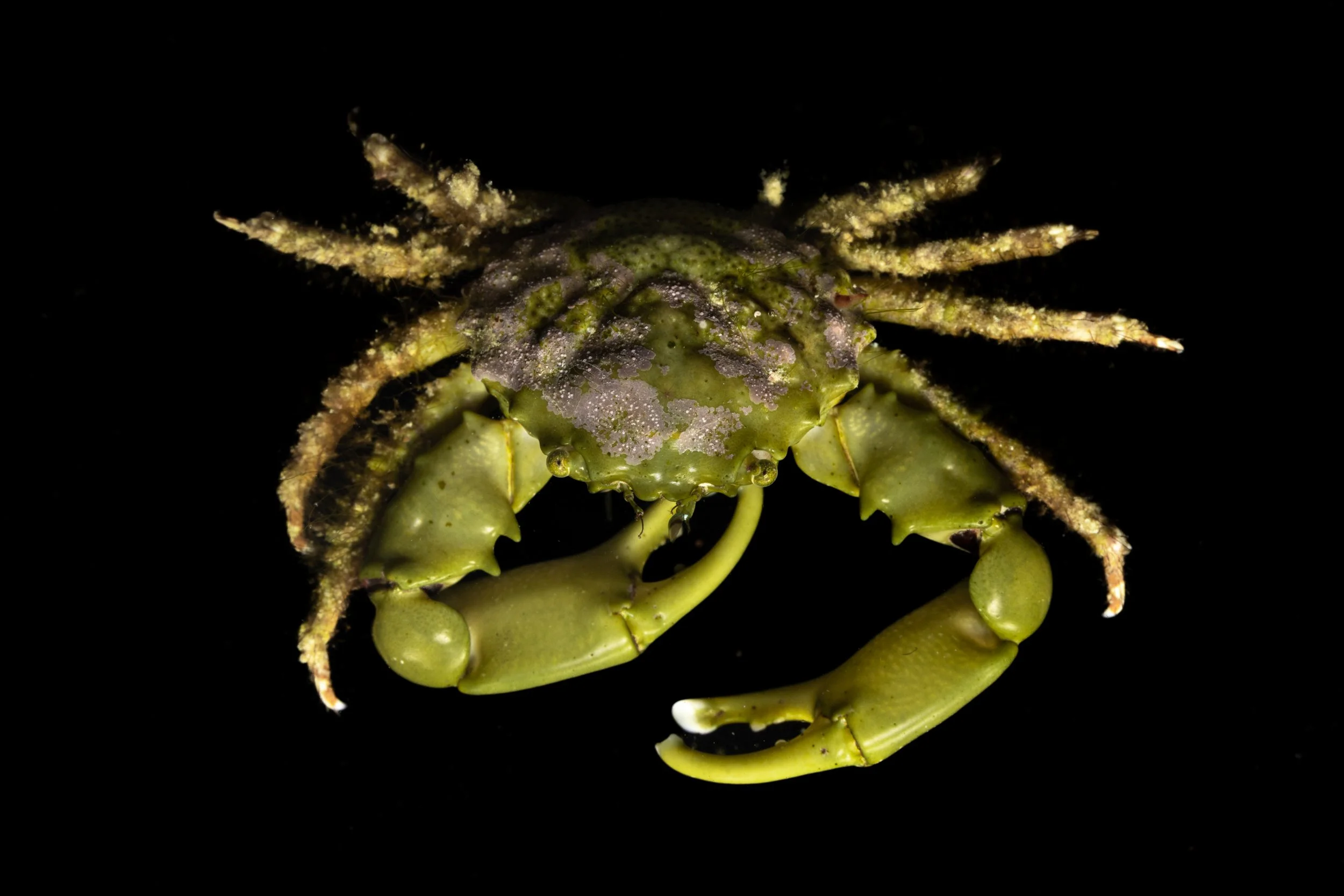 emeraldcrab.jpg