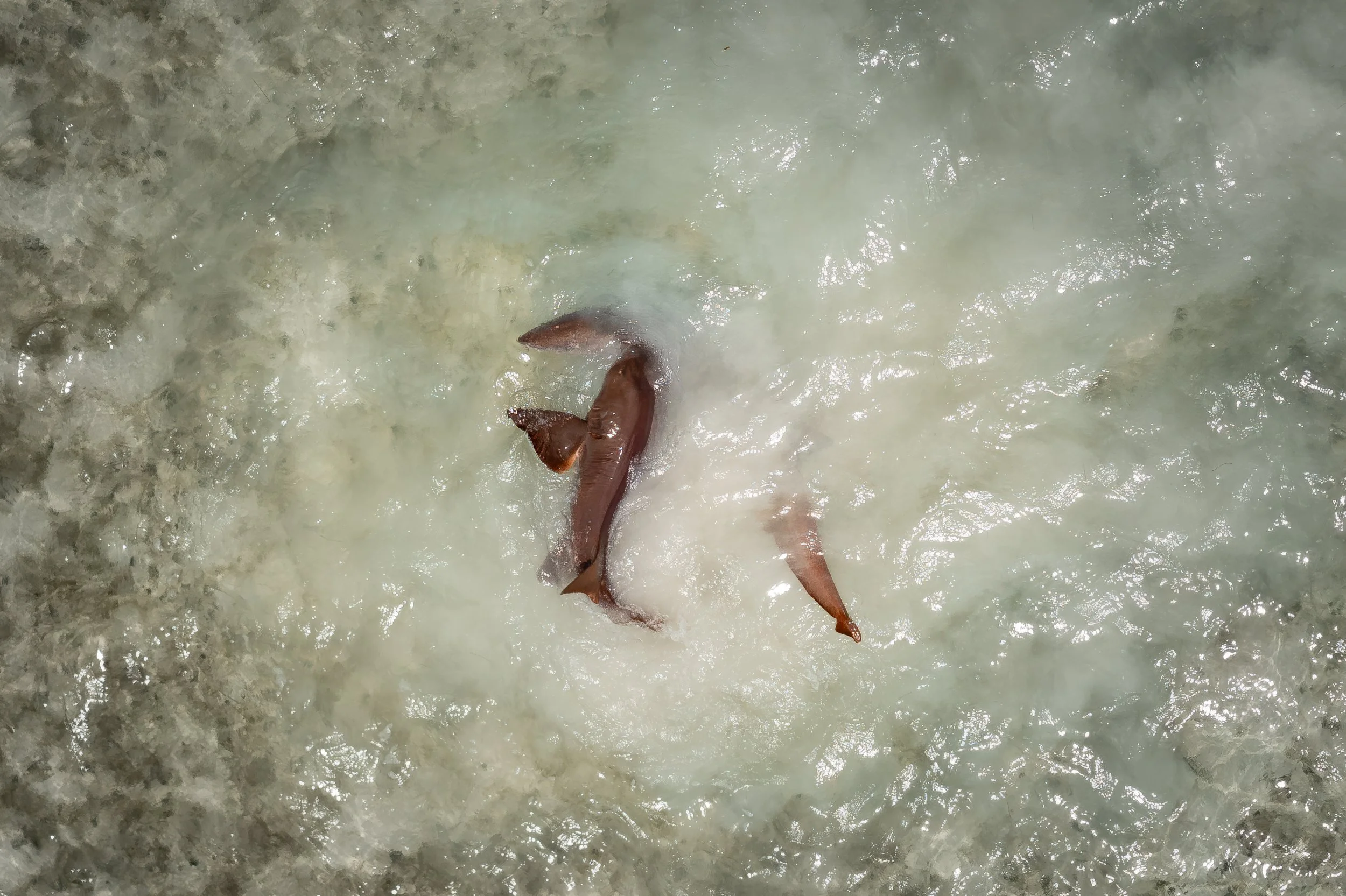 Nurse Sharks (Ginglymostoma cirratum) mating