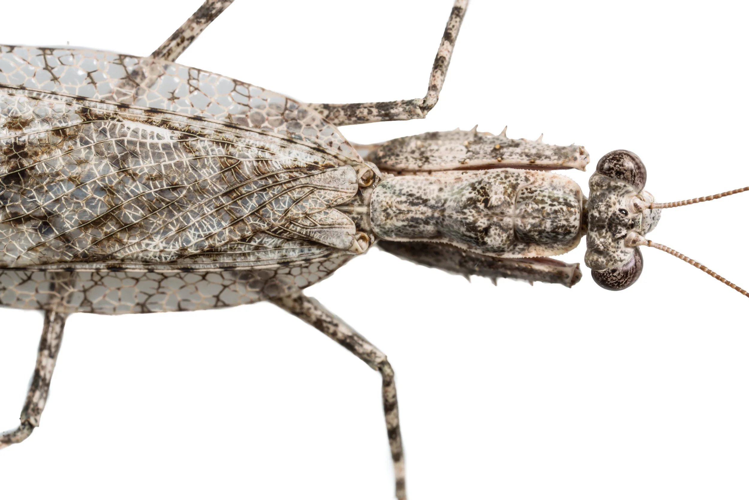 Florida Bark Mantis (Gonatista grisea)