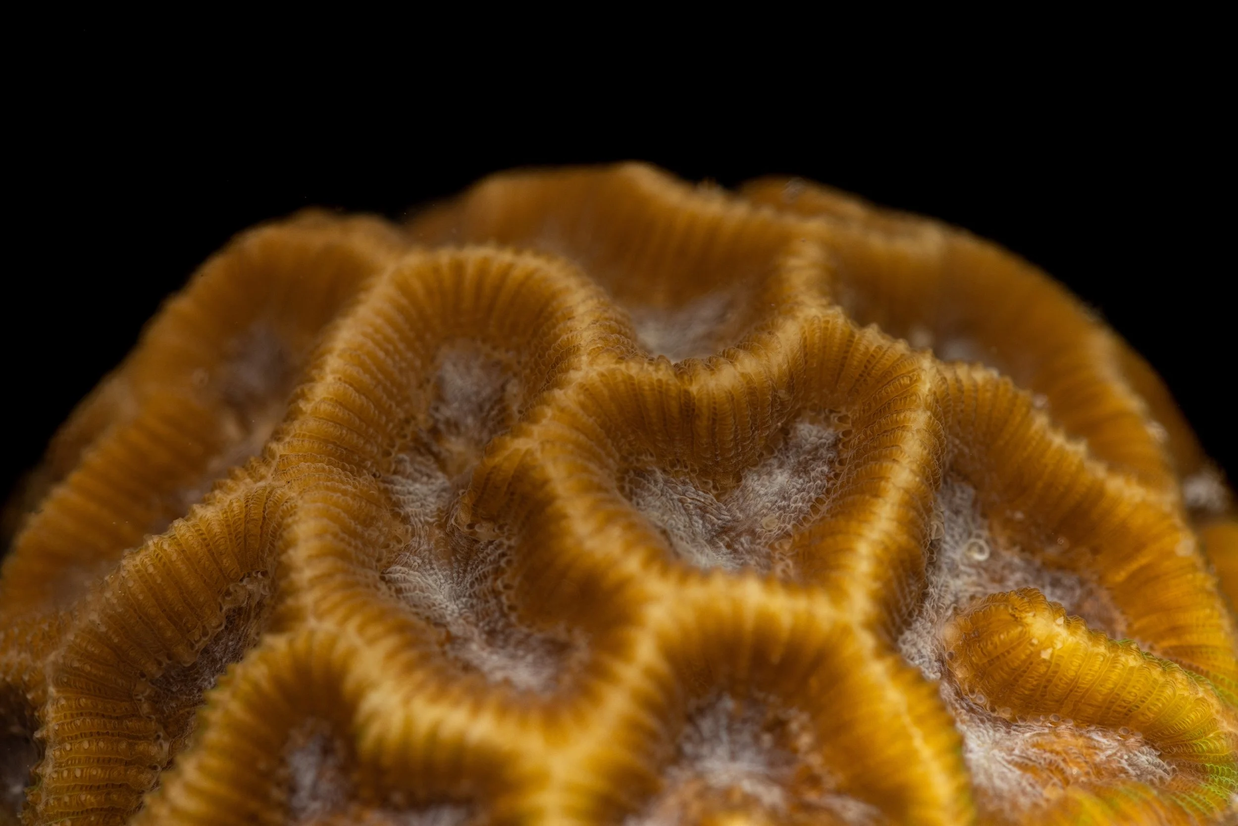 Symmetrical Brain Coral (Pseudodiploria strigosa)