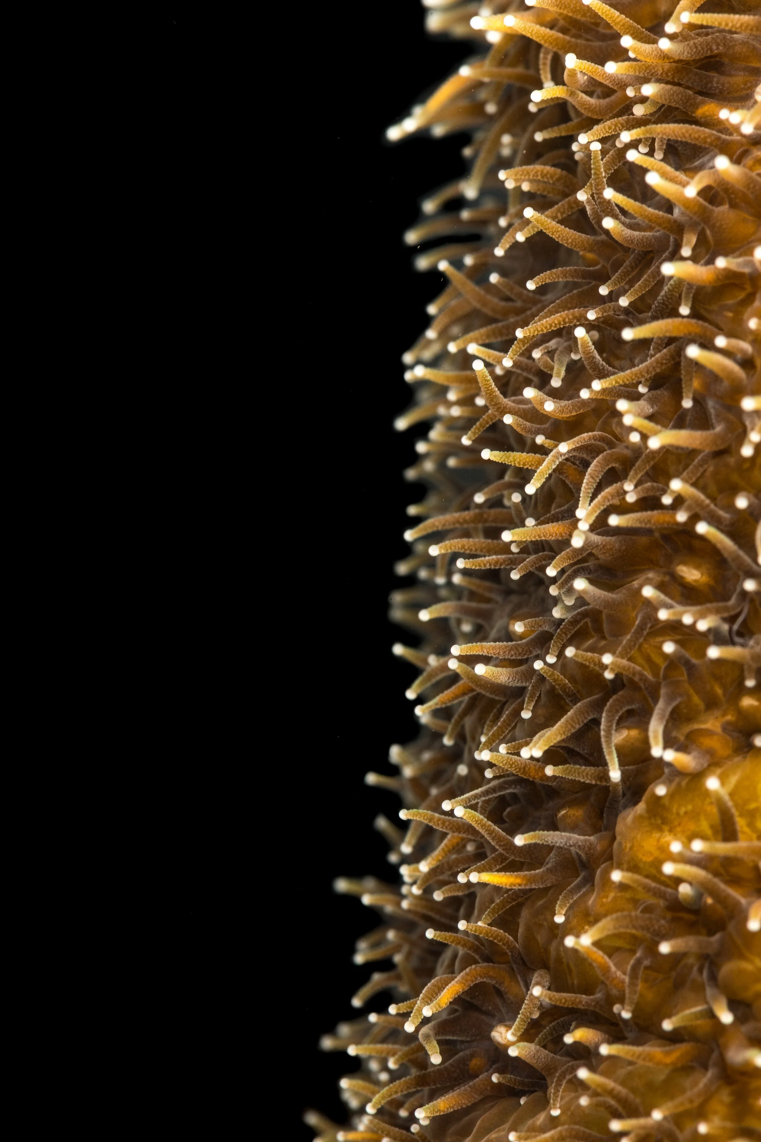 Pillar Coral (Dendrogyra cylindrus)