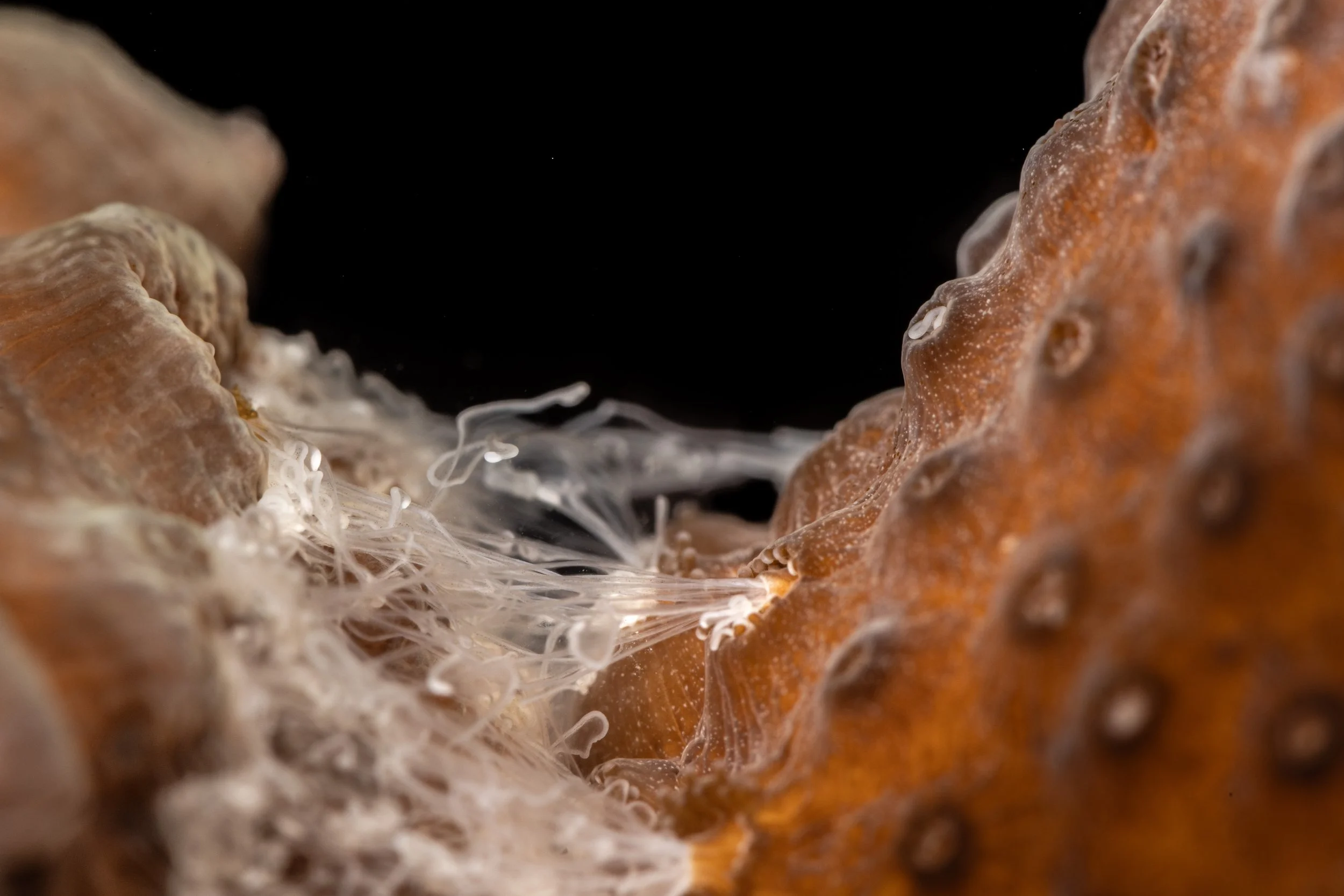 Great Star Coral (Montastraea cavernosa) Left being attacked by Boulder Star Coral (Orbicella annularis) Right