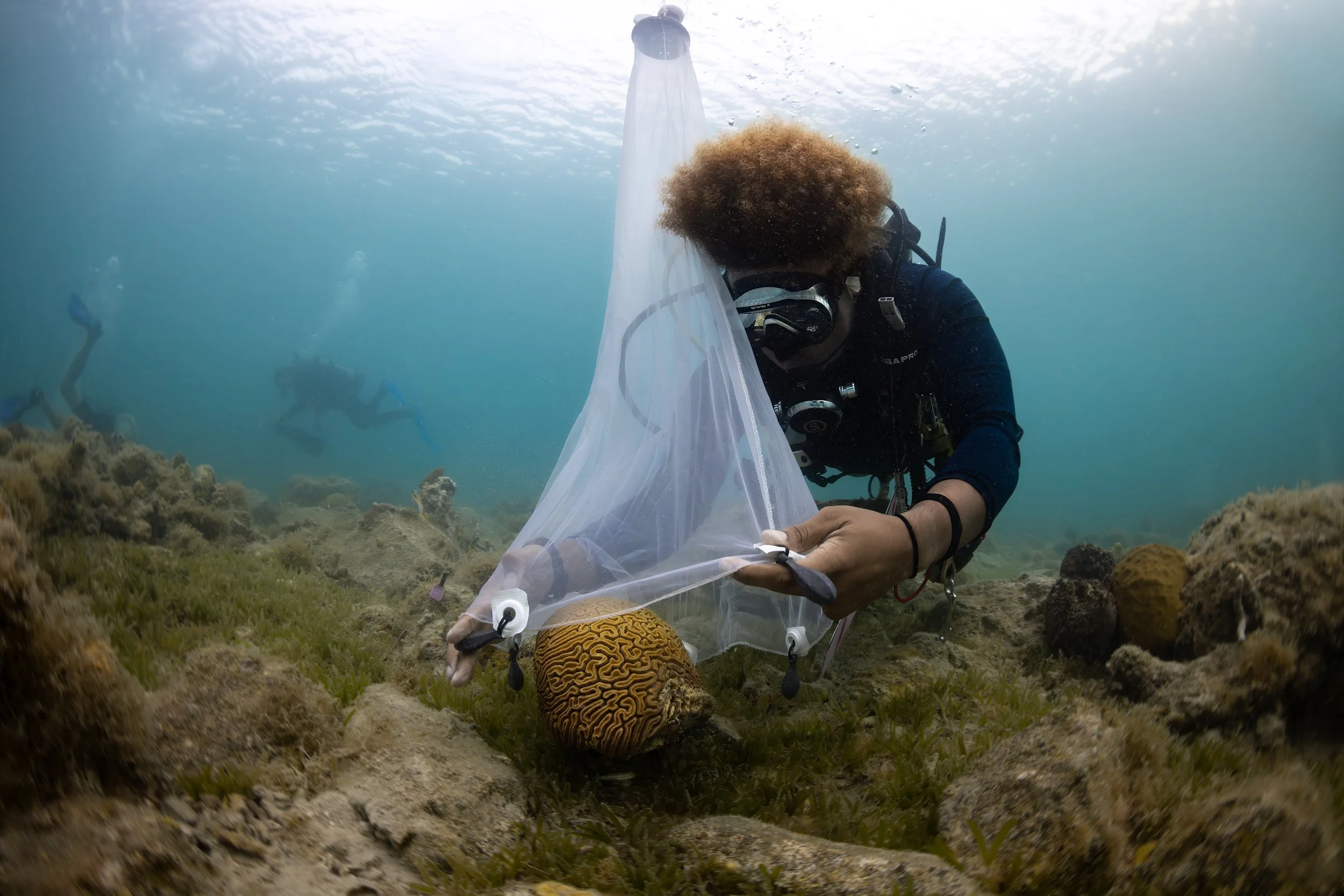coralspawning.jpg