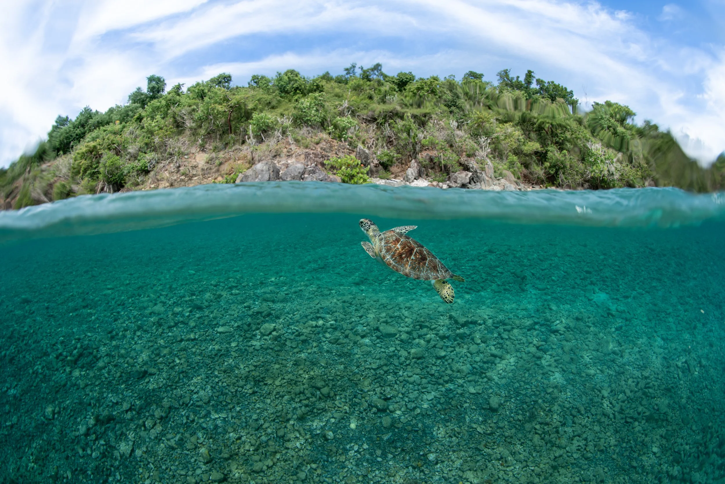 Green Sea Turtle (Chelonia mydas)
