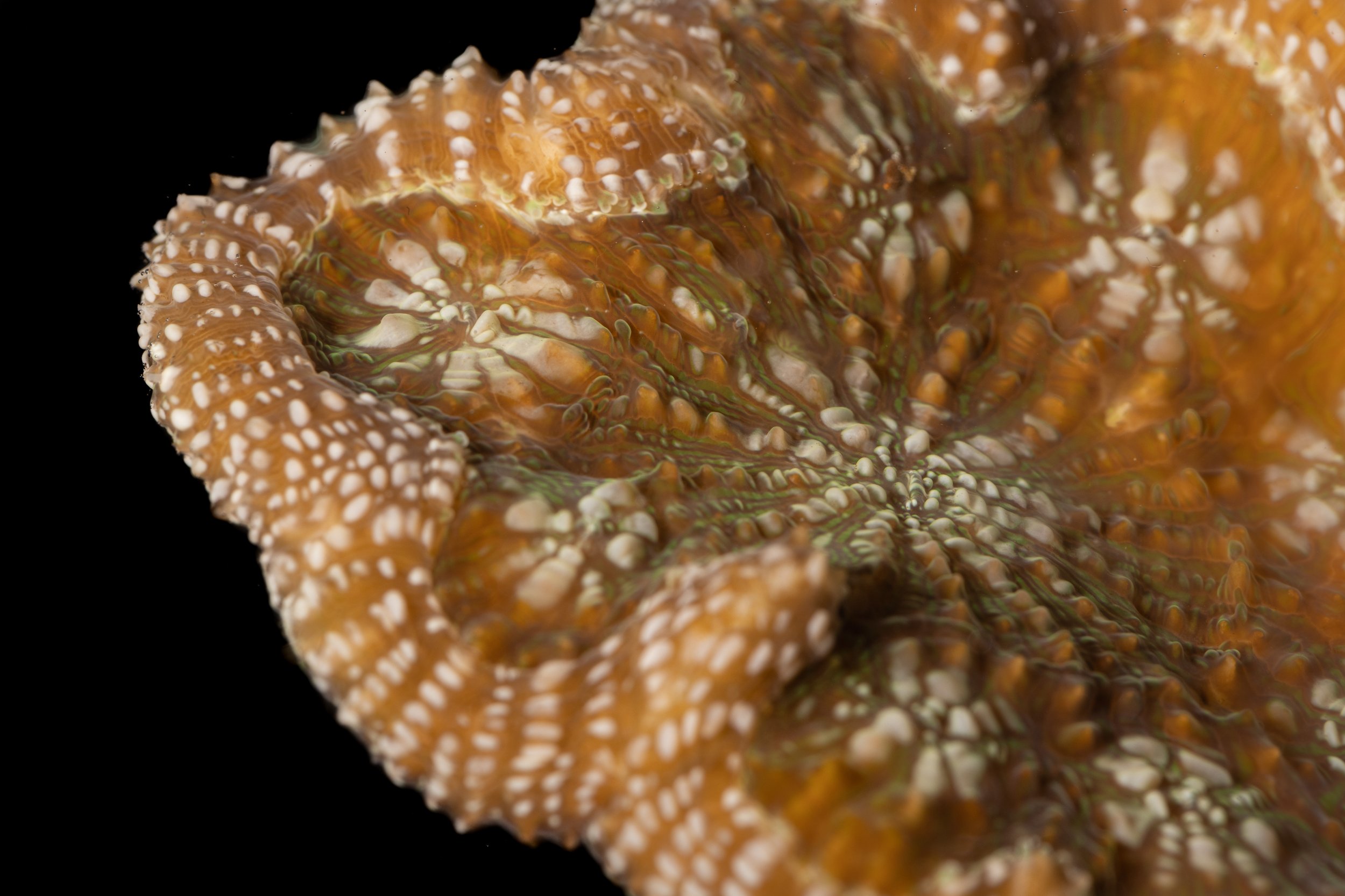 Mycetophyllia spp.