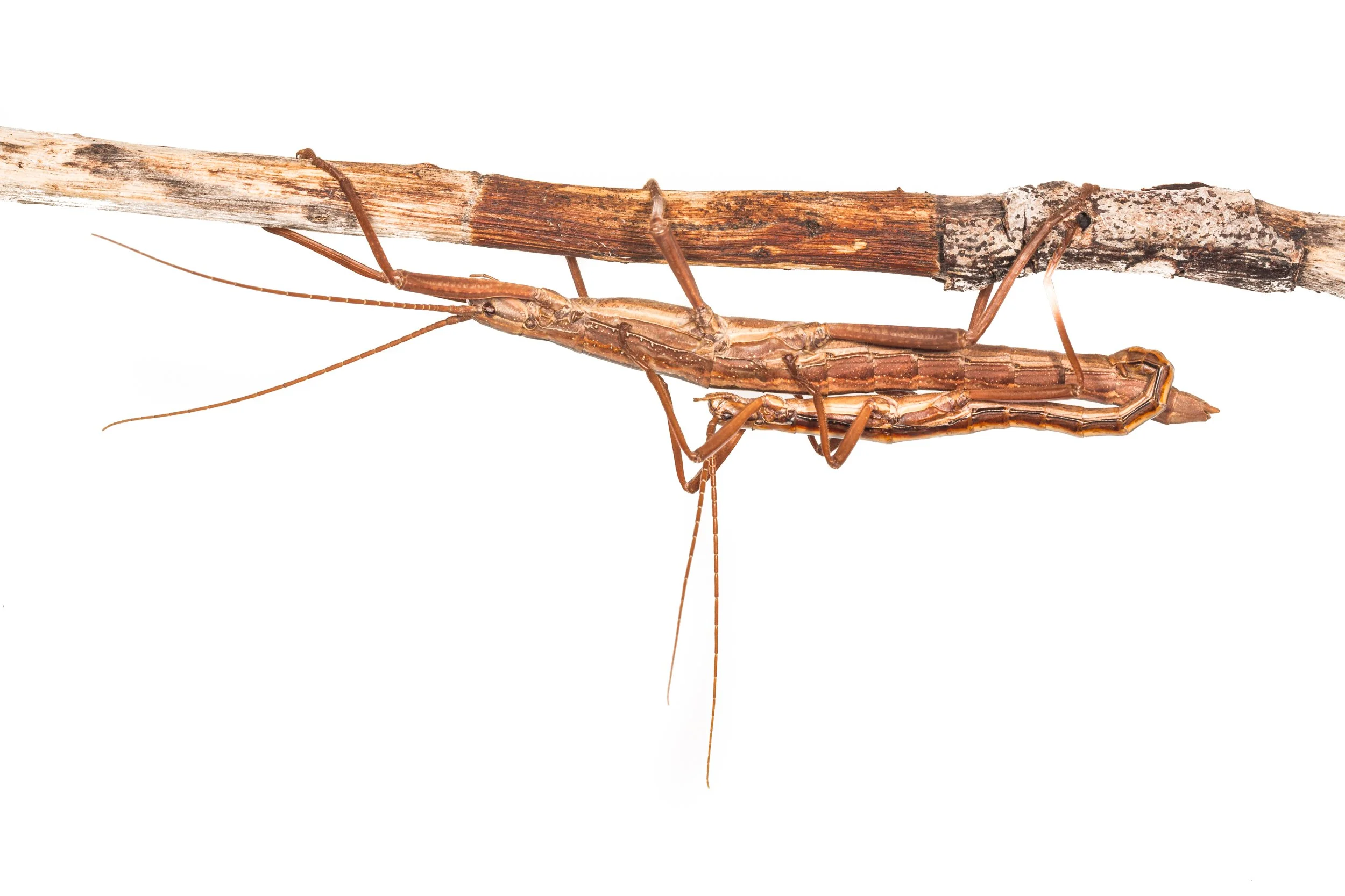Twostriped Walkingstick (Anisomorpha buprestoides)